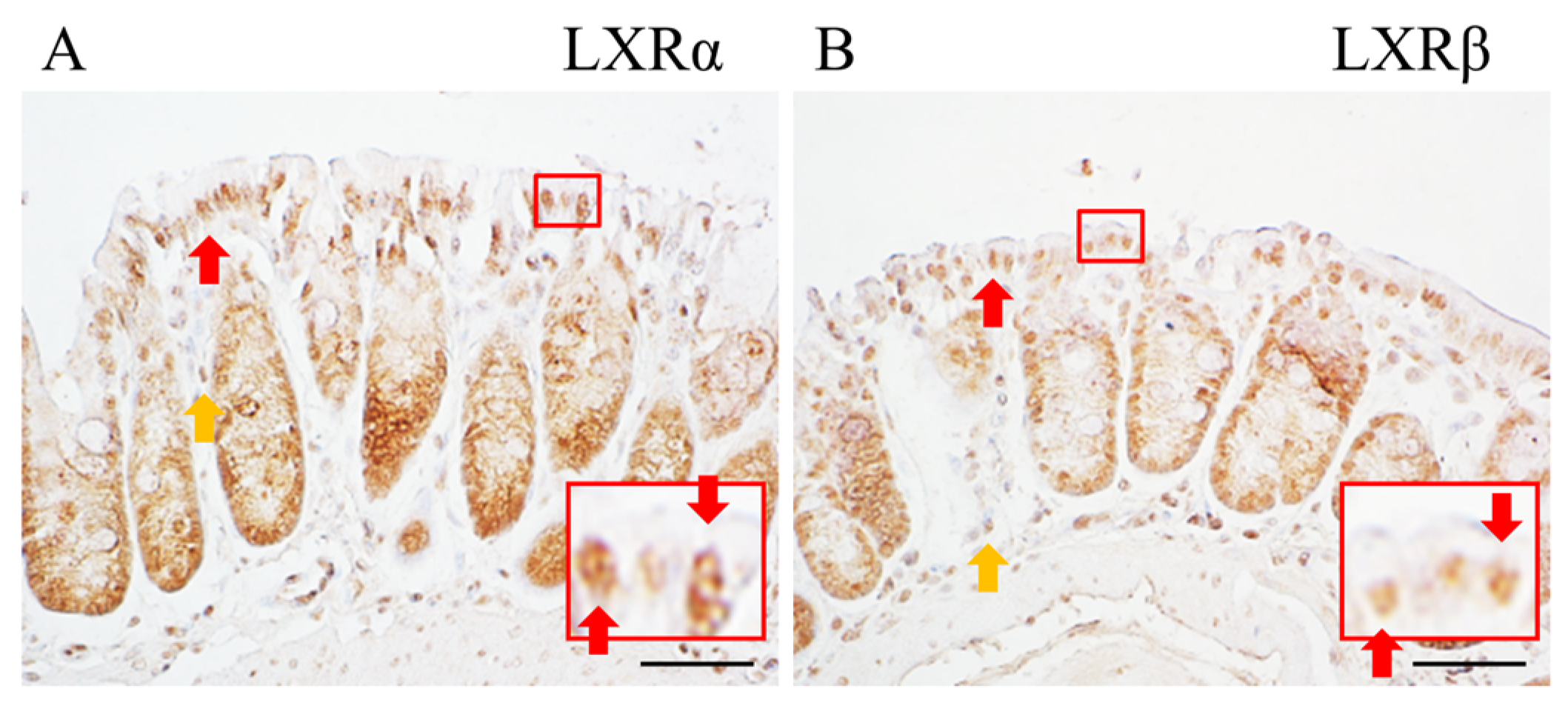 Ijms 24 12461 g001 Ijms 24 12461 g001