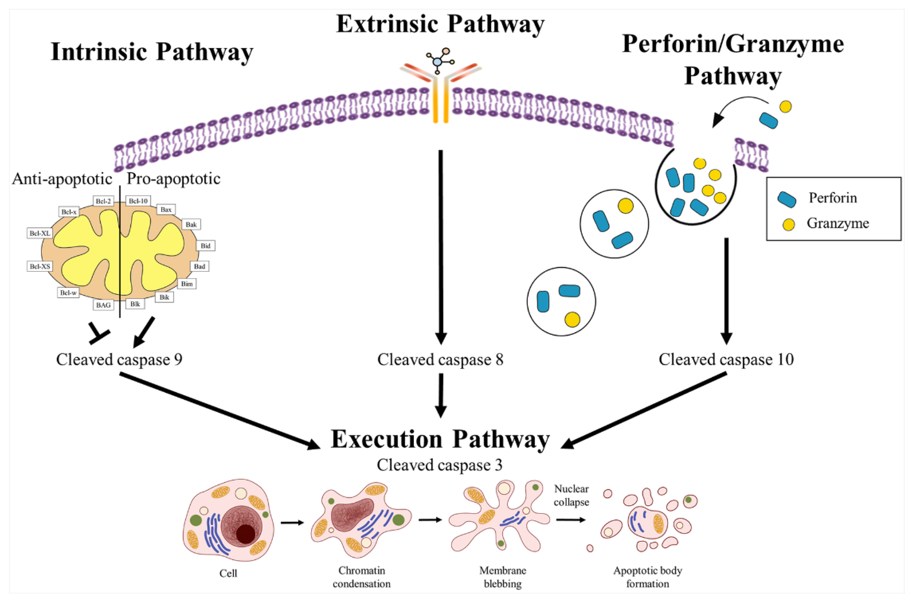 Ijms 24 12469 g003 Ijms 24 12469 g003