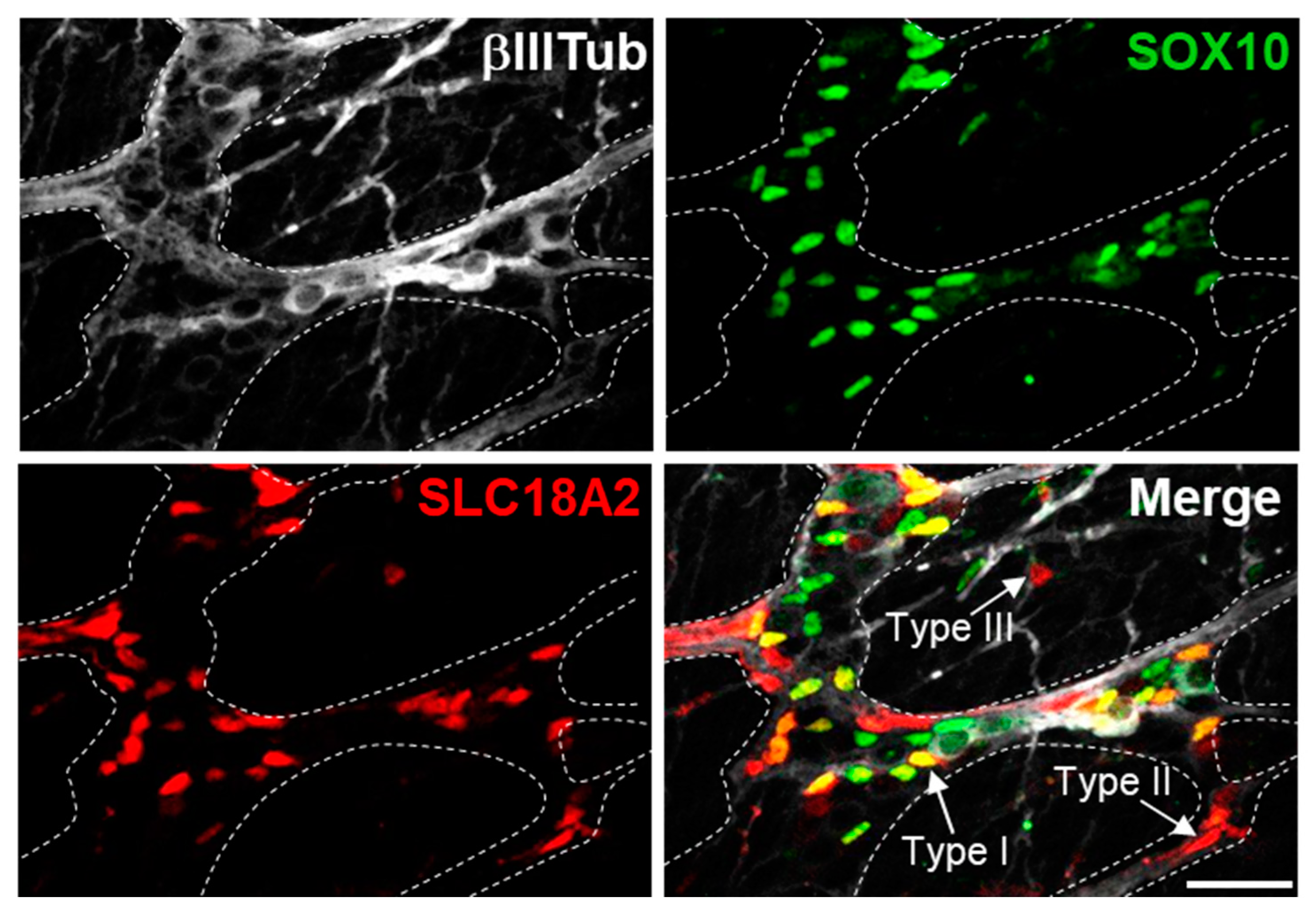 Ijms 24 12475 g002 Ijms 24 12475 g002