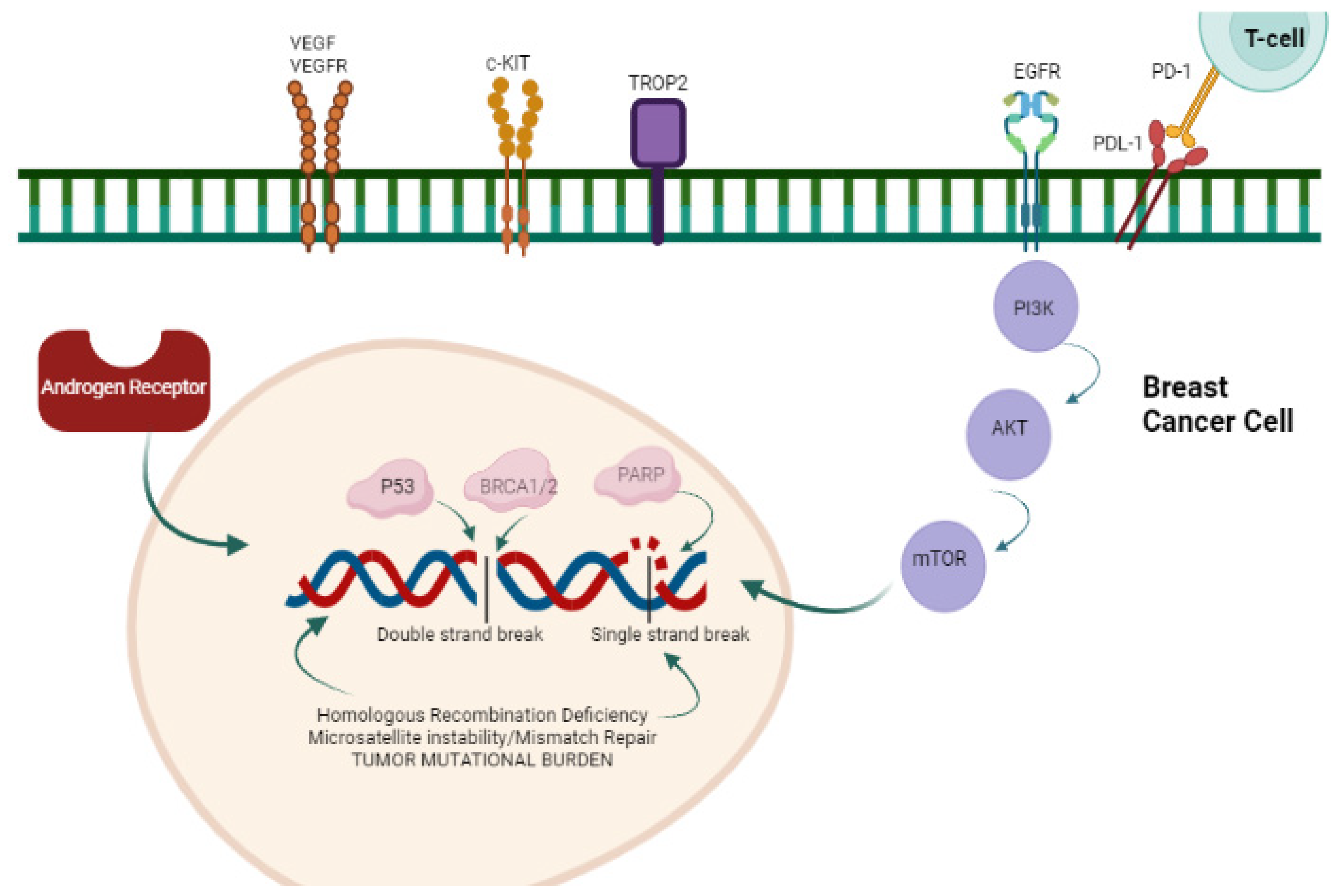 Ijms 24 12478 g001 Ijms 24 12478 g001