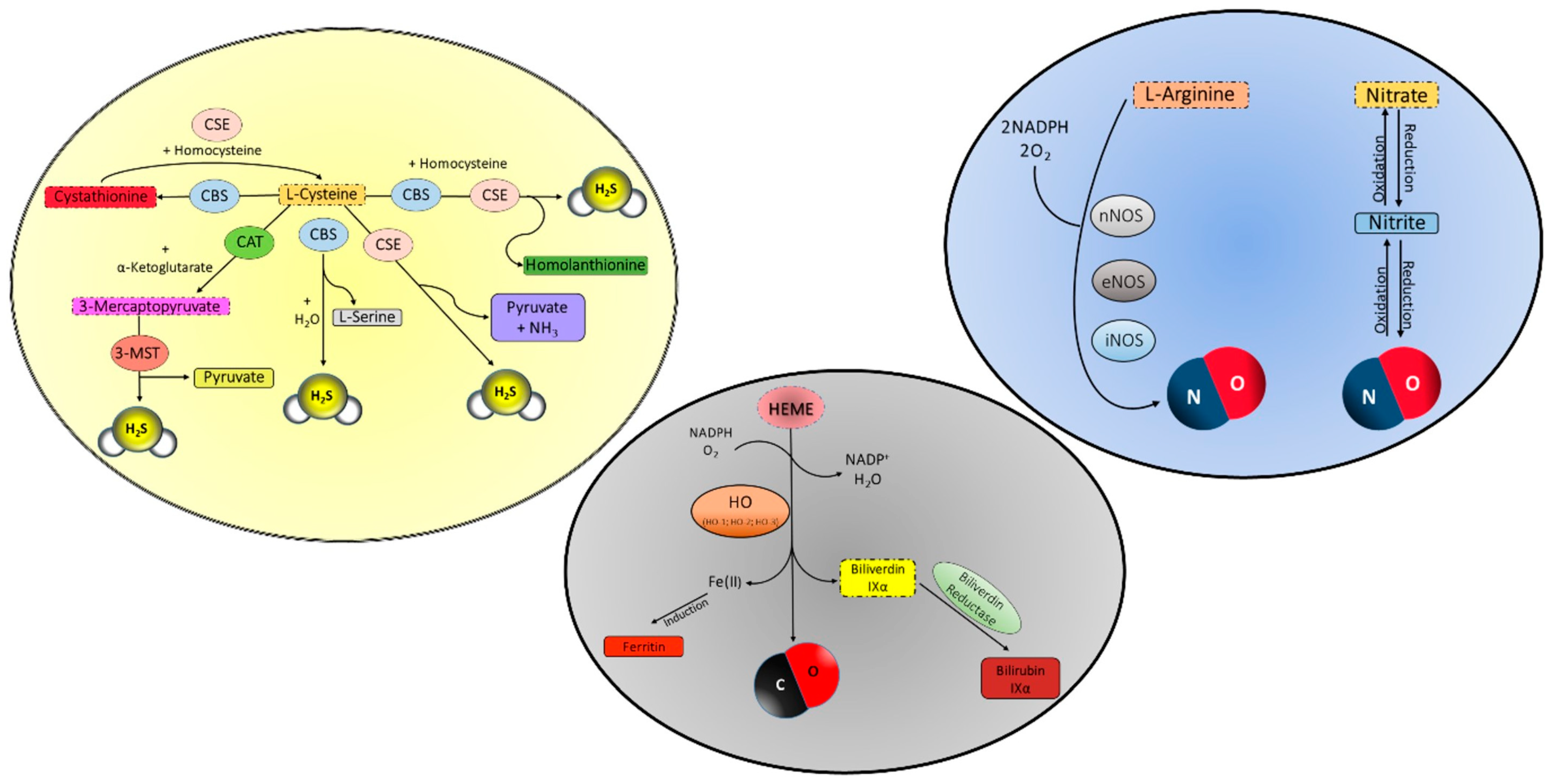 Ijms 24 12480 g001 Ijms 24 12480 g001