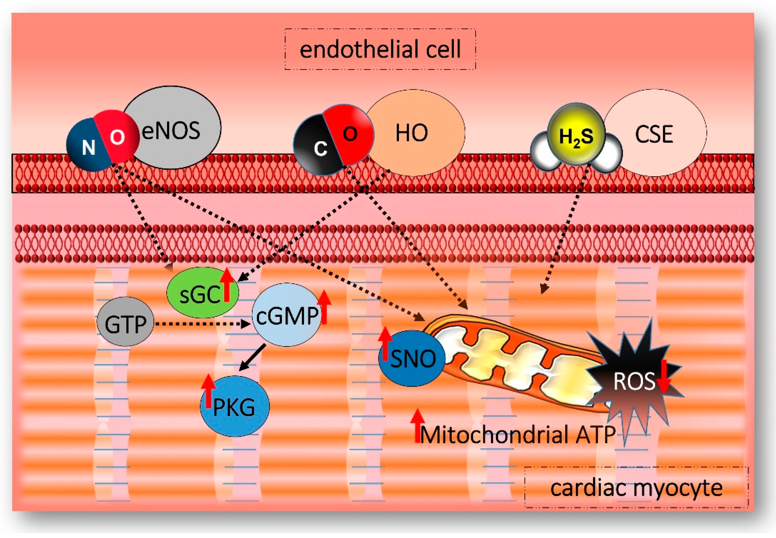 Ijms 24 12480 g002 Ijms 24 12480 g002