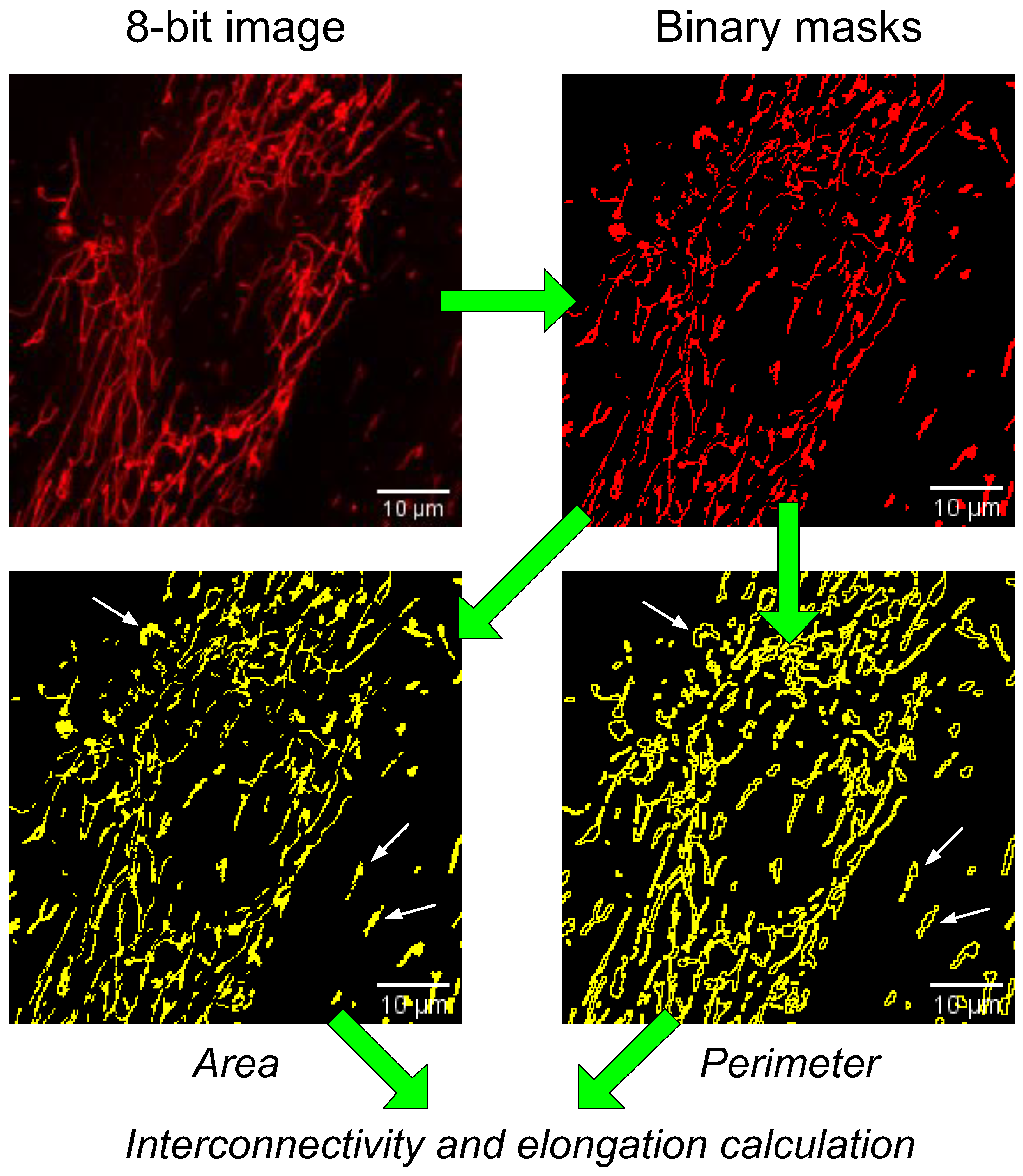 Ijms 24 12485 g004 Ijms 24 12485 g004