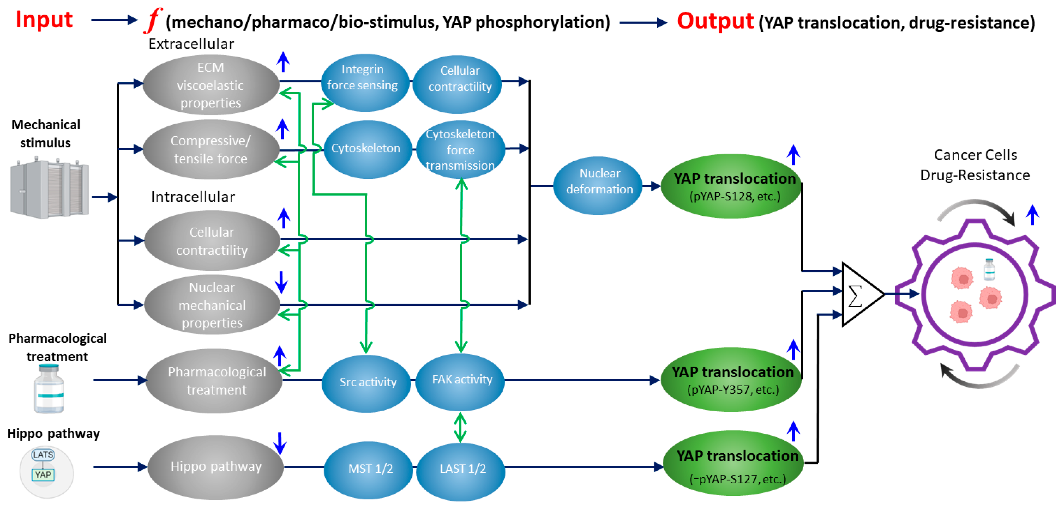 Ijms 24 12491 g001 Ijms 24 12491 g001