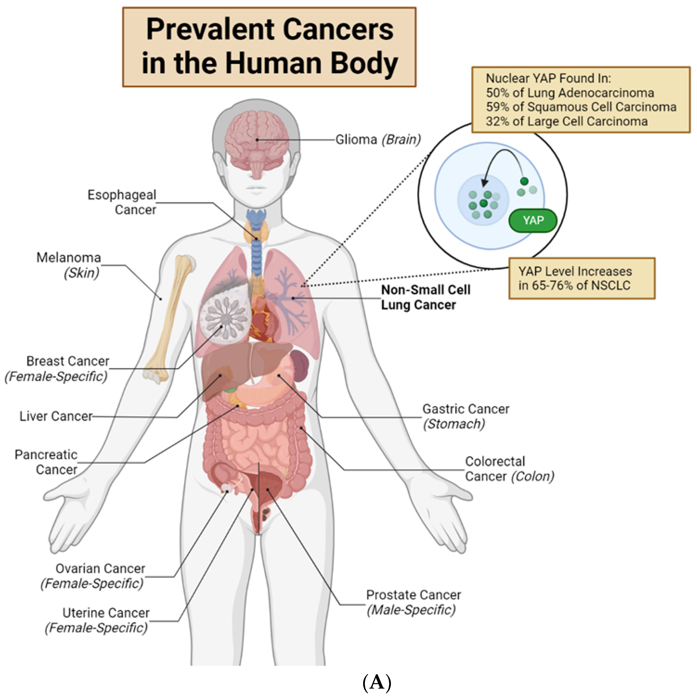 Ijms 24 12491 g002a Ijms 24 12491 g002a