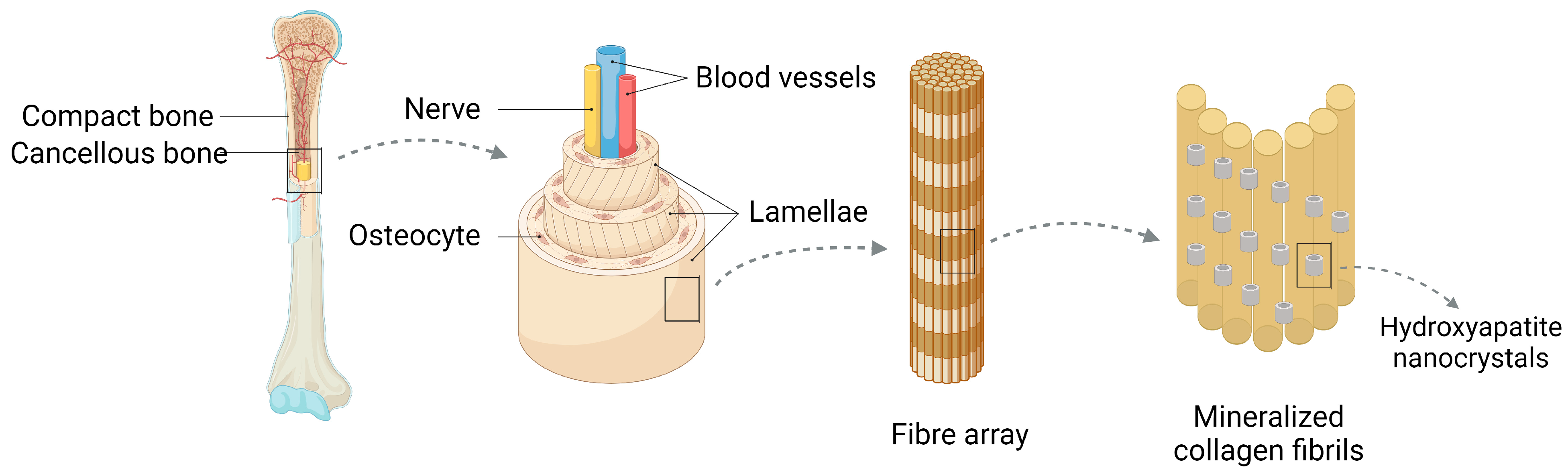 Ijms 24 12492 g001 Ijms 24 12492 g001