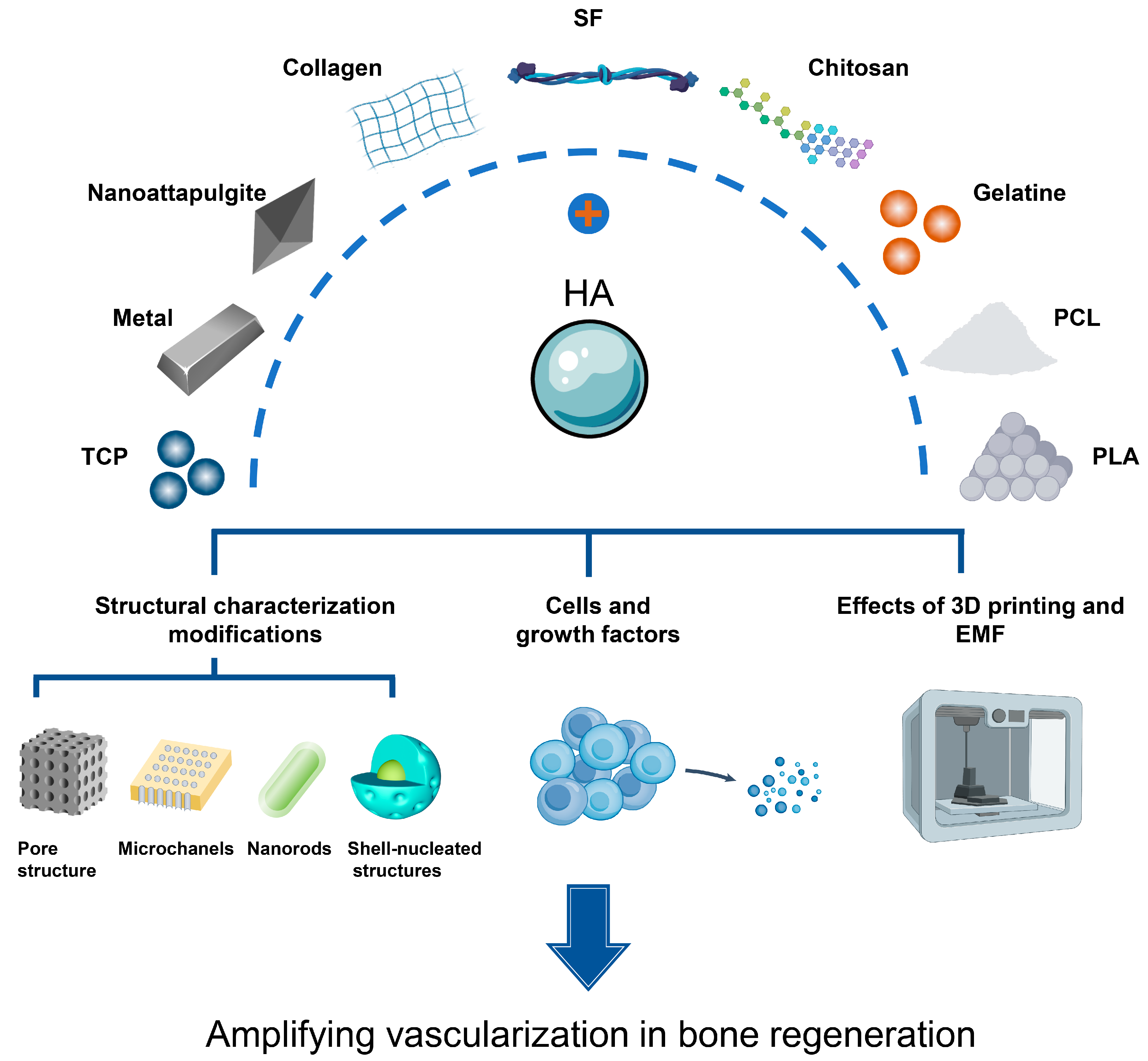 Ijms 24 12492 g004 Ijms 24 12492 g004