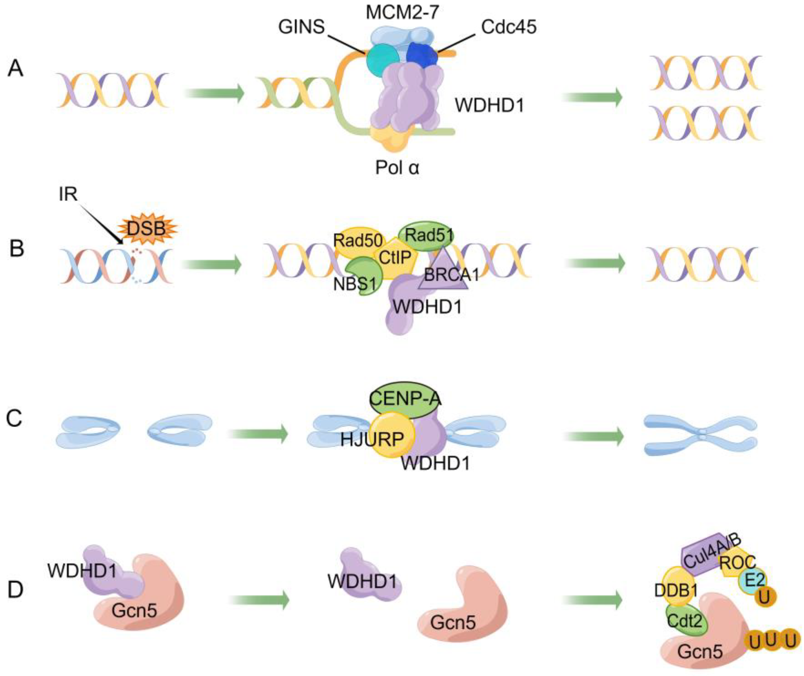 Ijms 24 12494 g003 Ijms 24 12494 g003