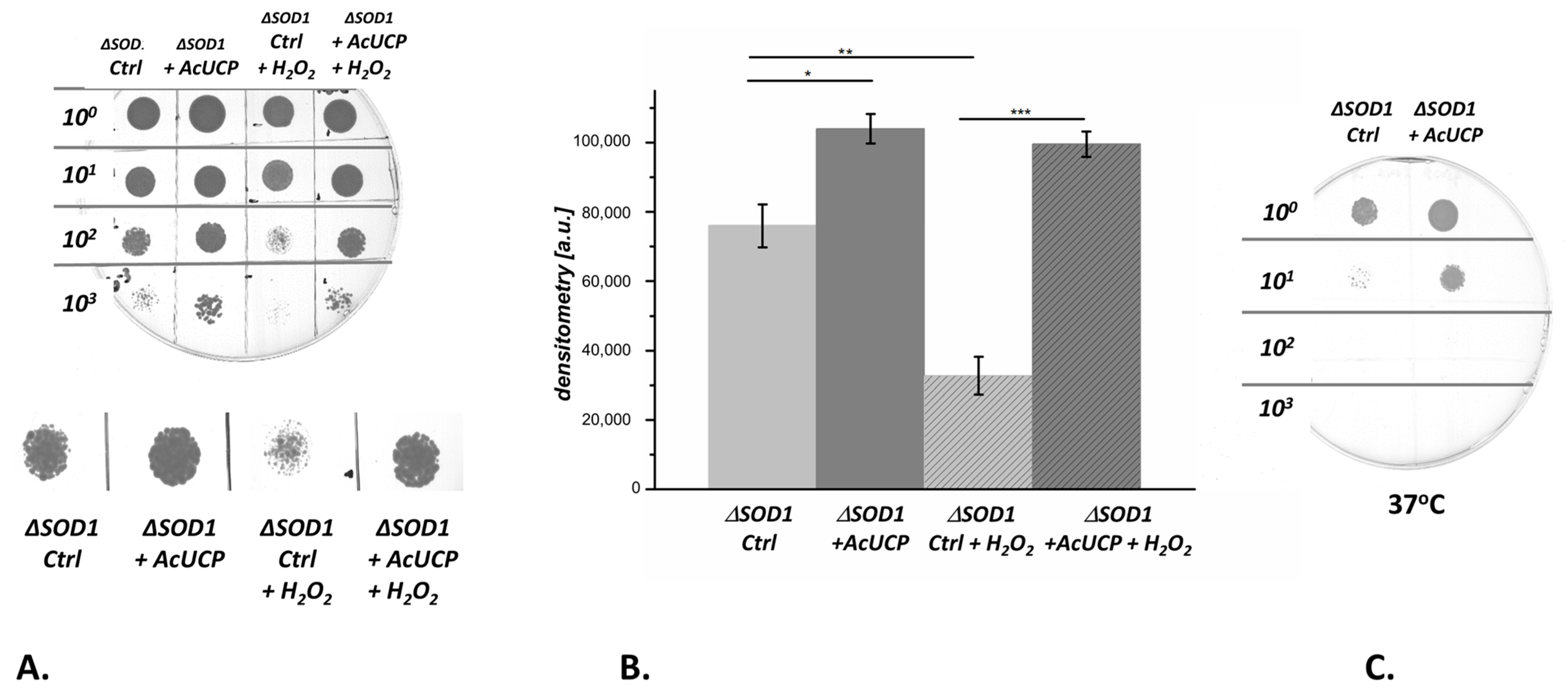 Ijms 24 12501 g007 Ijms 24 12501 g007