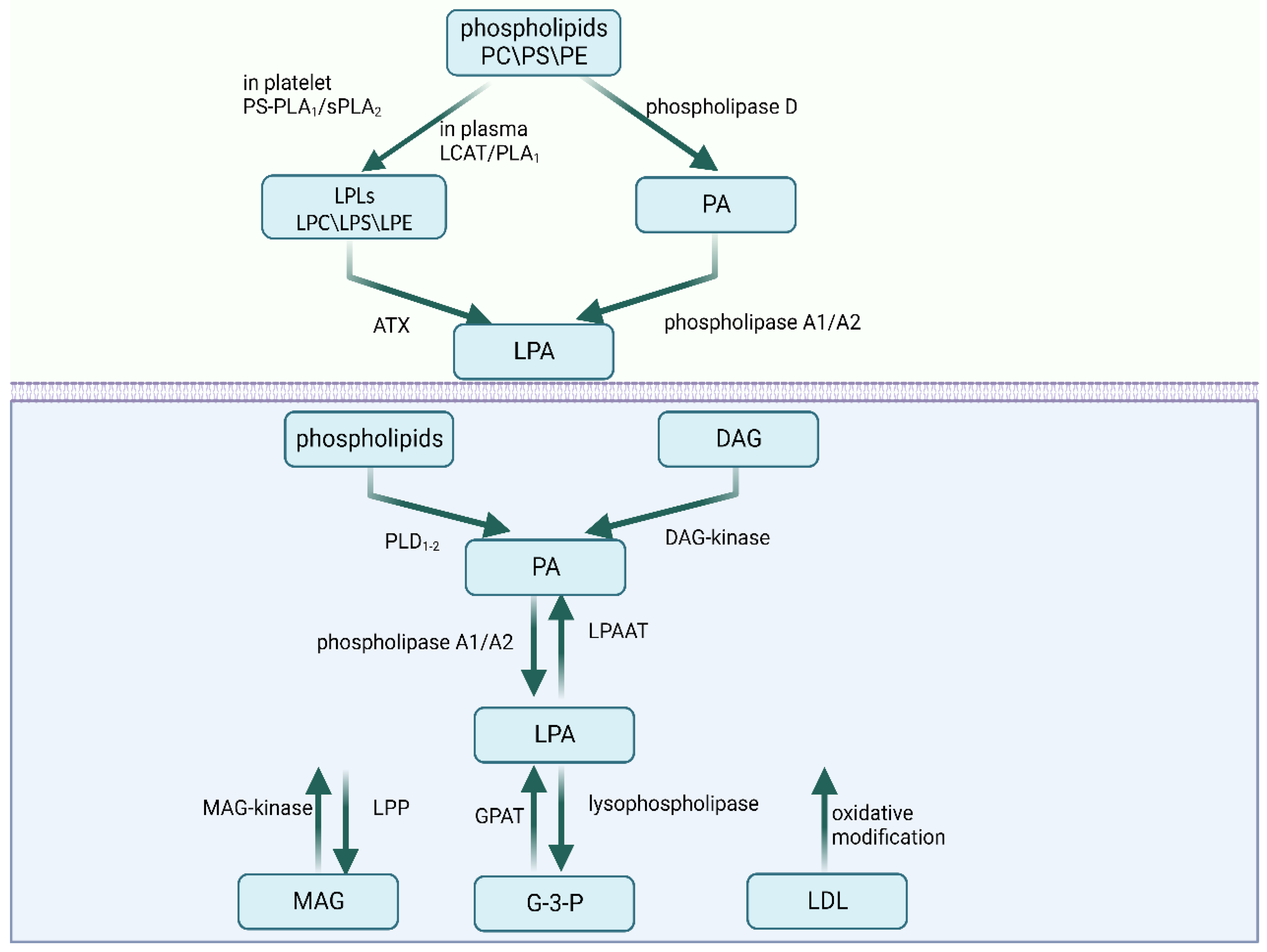 Ijms 24 12524 g001 Ijms 24 12524 g001