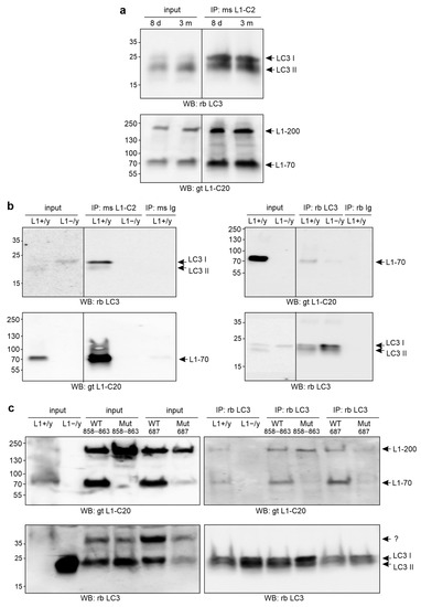 Lc3 Ip Interaction of L1CAM with LC3 Is Required for L1-Dependent Neurite ...