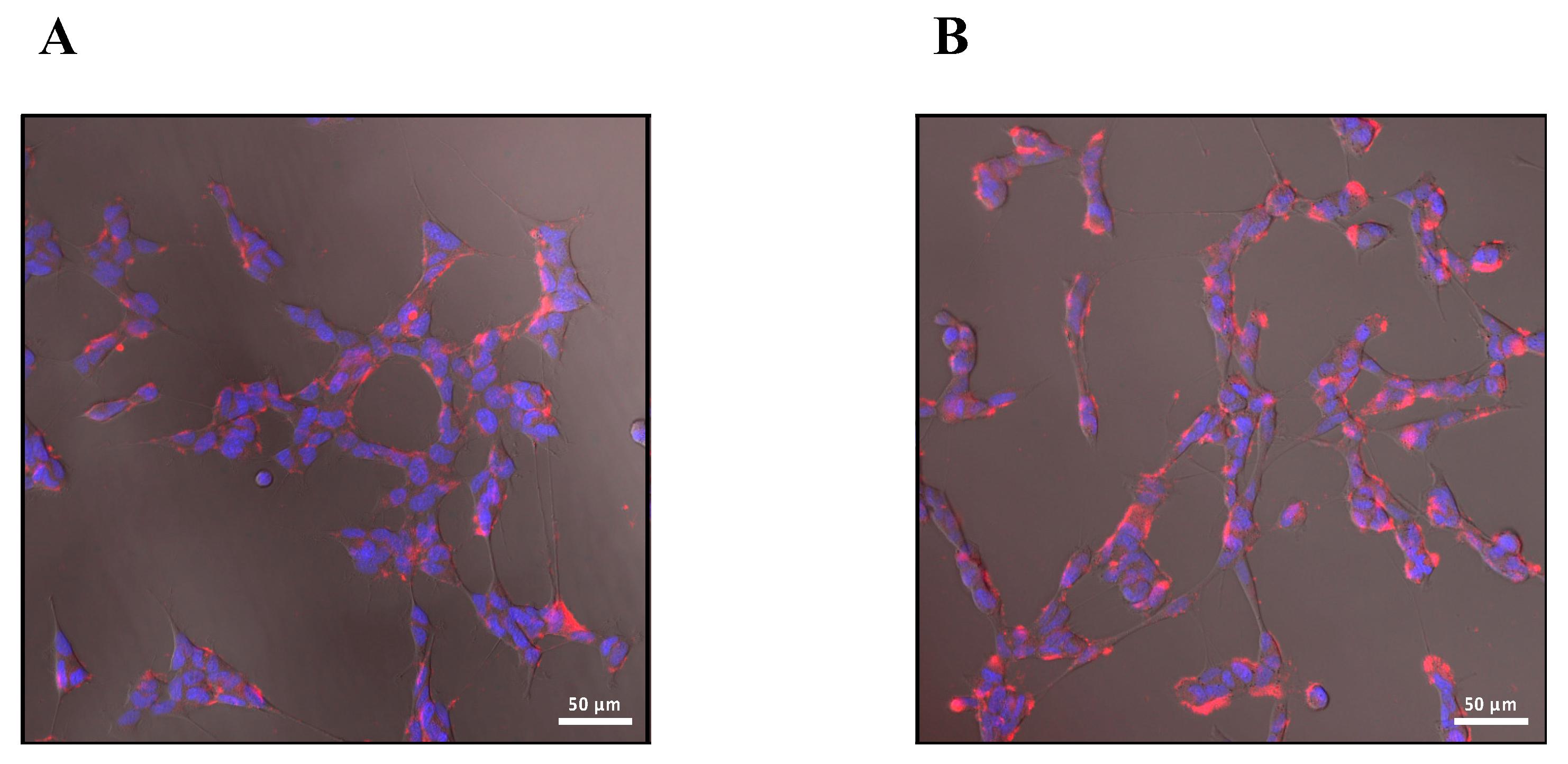 Ijms 24 12546 g003 Ijms 24 12546 g003