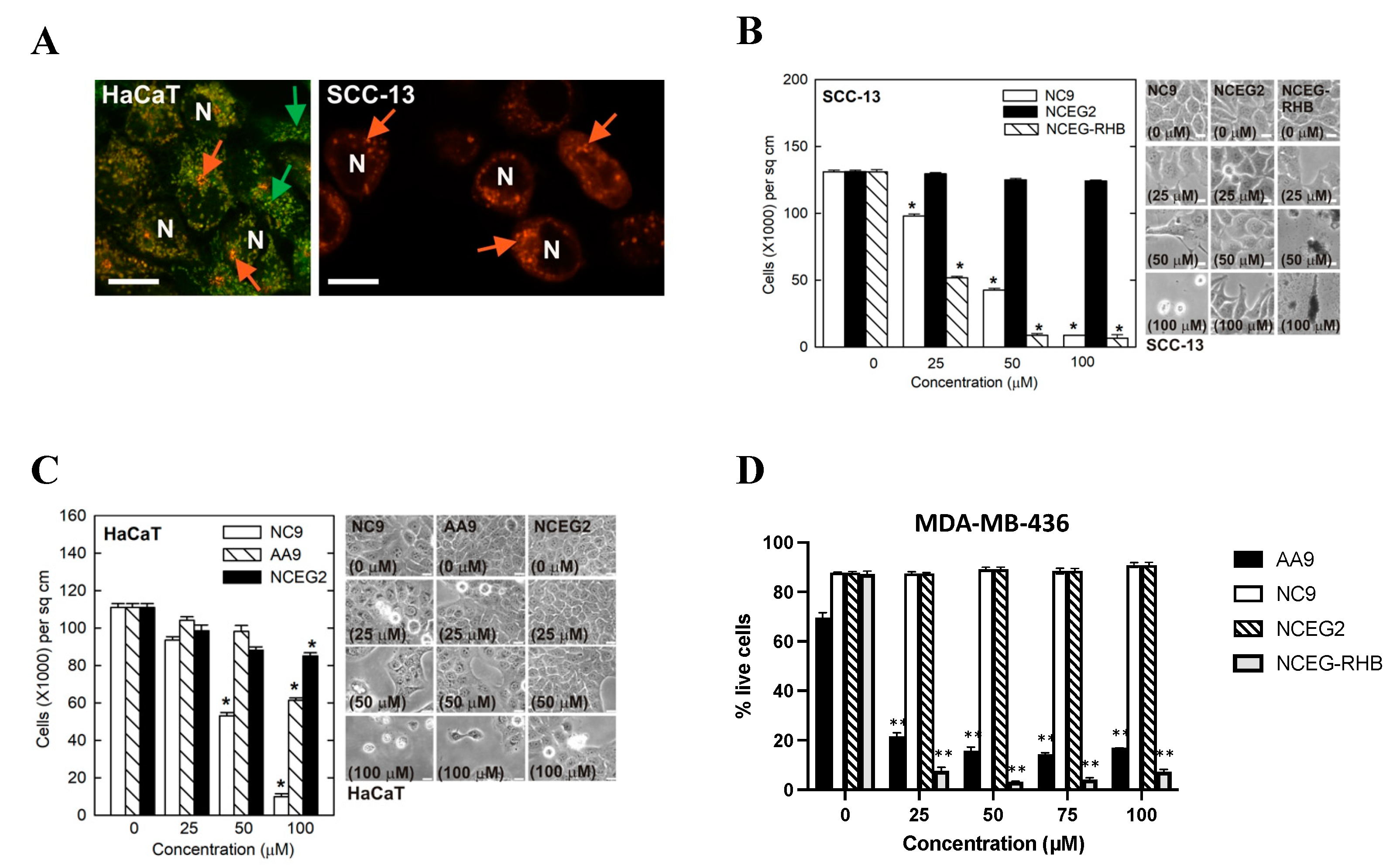 Ijms 24 12546 g004 Ijms 24 12546 g004