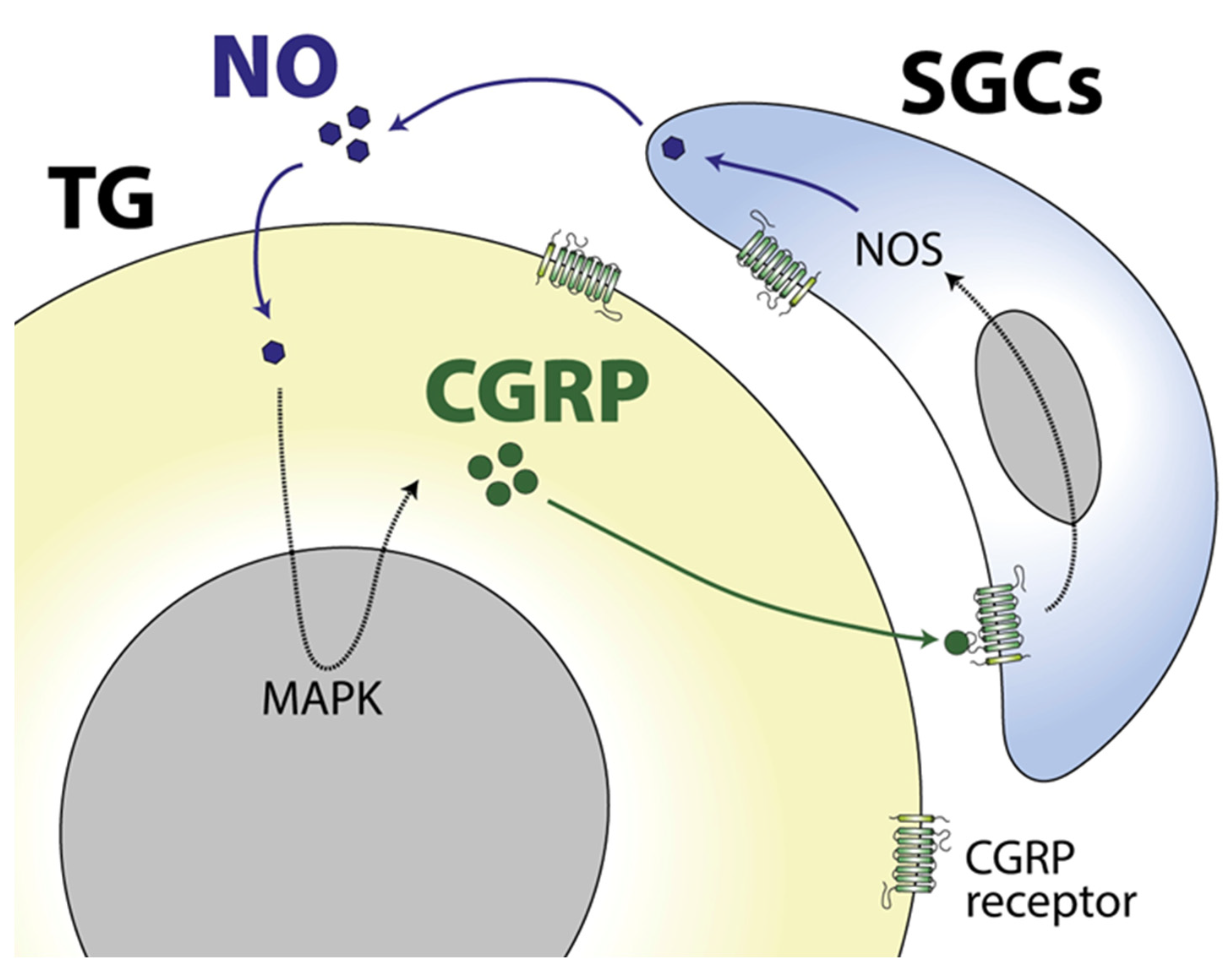 Ijms 24 12553 g002 Ijms 24 12553 g002