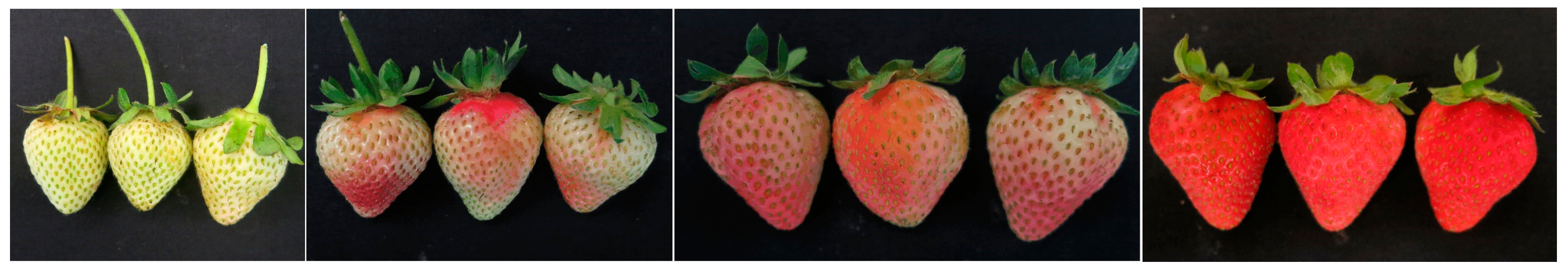 Ijms 24 12554 g014 Ijms 24 12554 g014