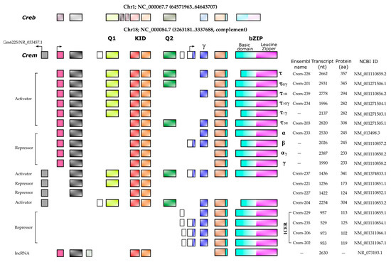 Ijms 24 12558 g002 550