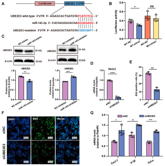 miR-143-3p Promotes Ovarian Granulosa Cell Senescence and