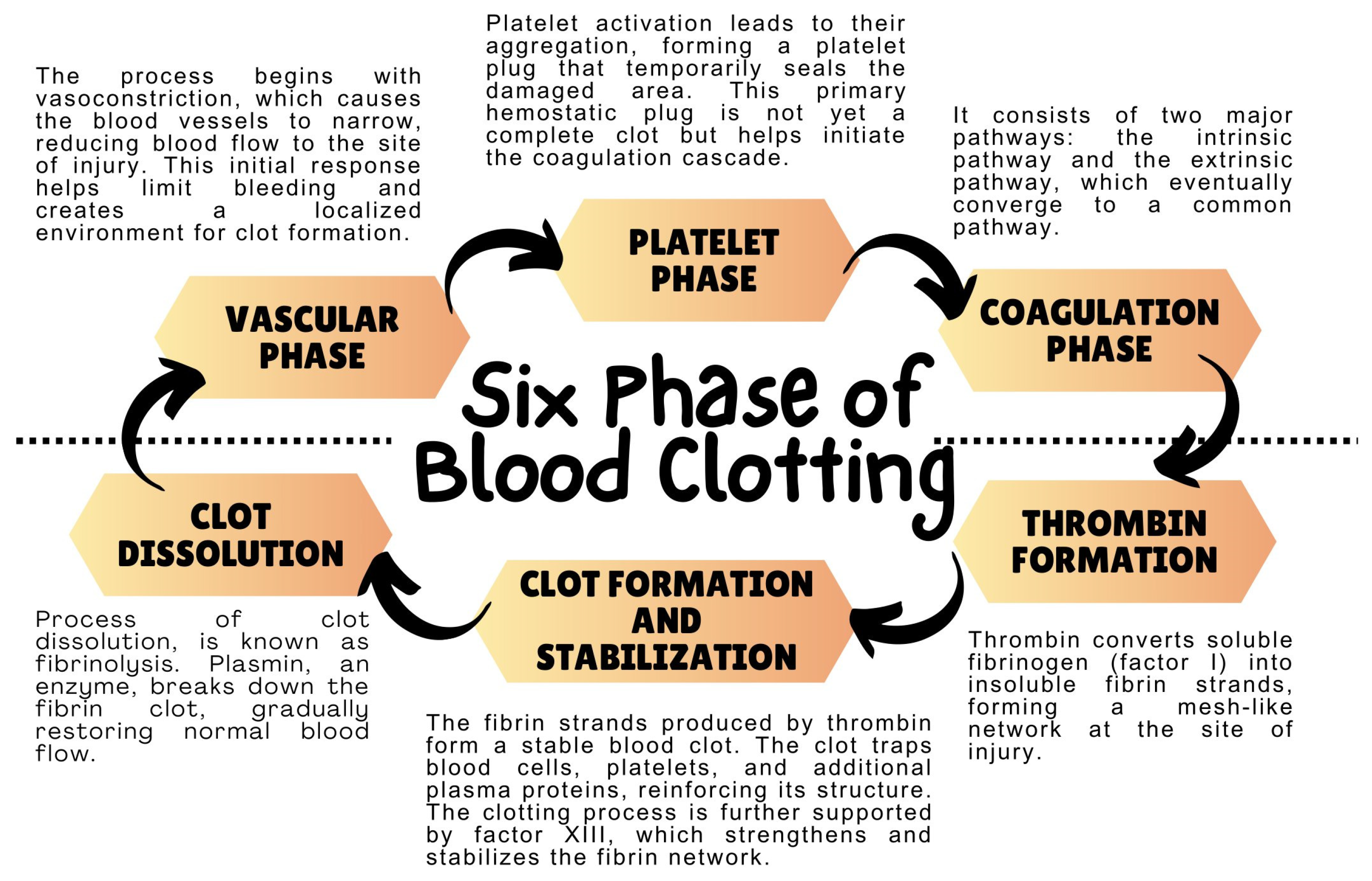 The Crossroads of the Coagulation System and the Immune System 