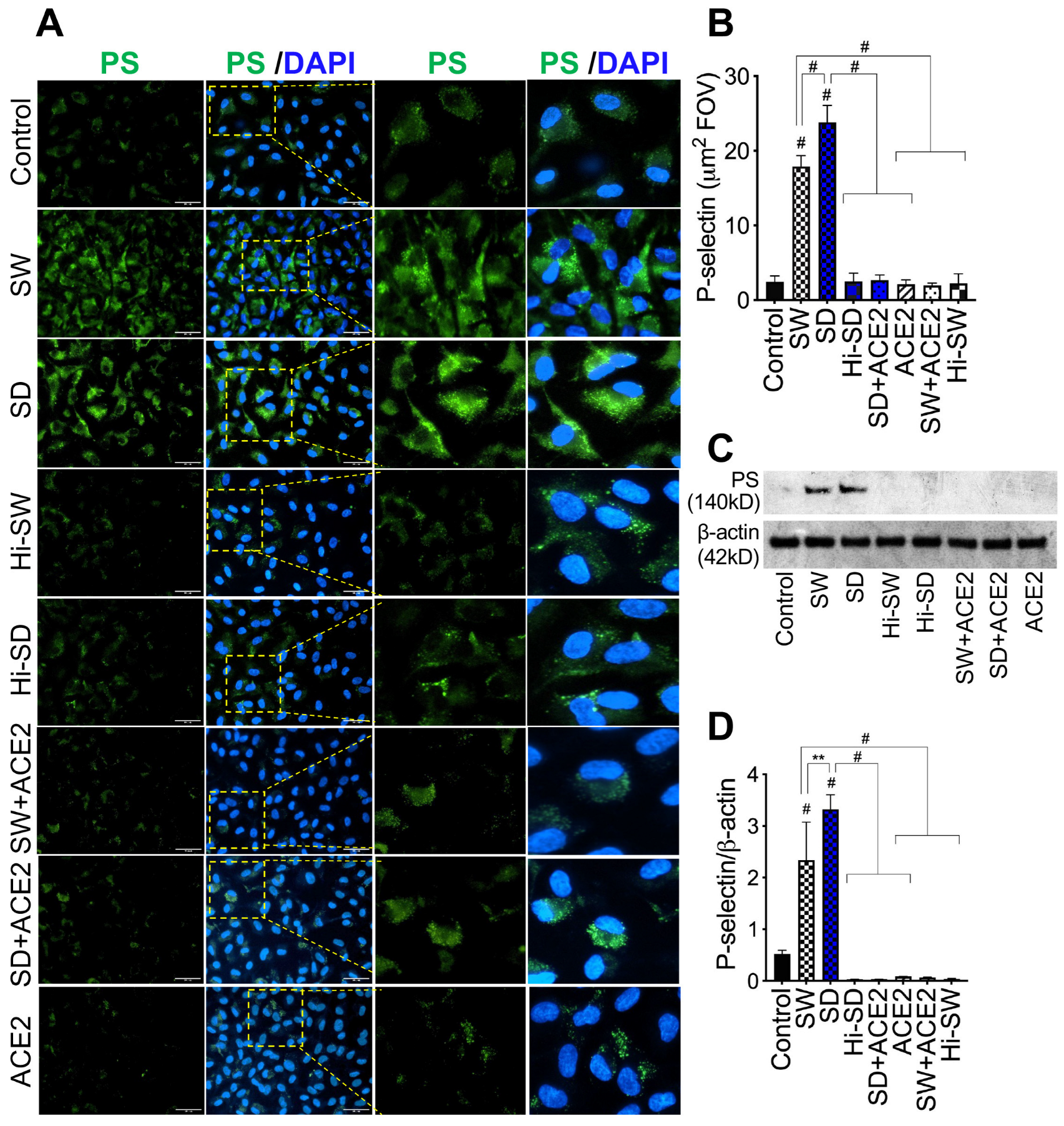 Ijms 24 12585 g002 Ijms 24 12585 g002
