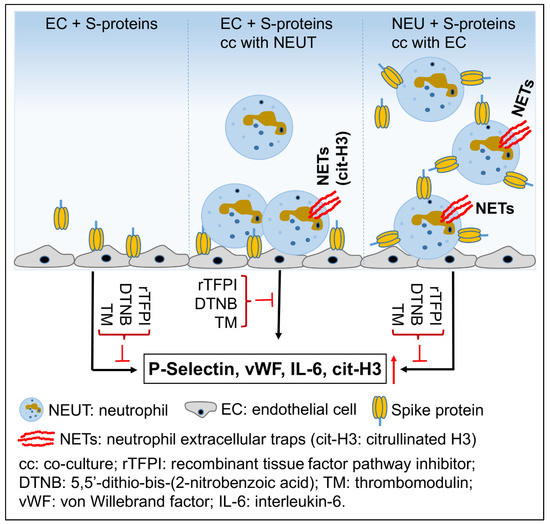 SARS-CoV-2 Spike Proteins and Cell–Cell Communication Induce
