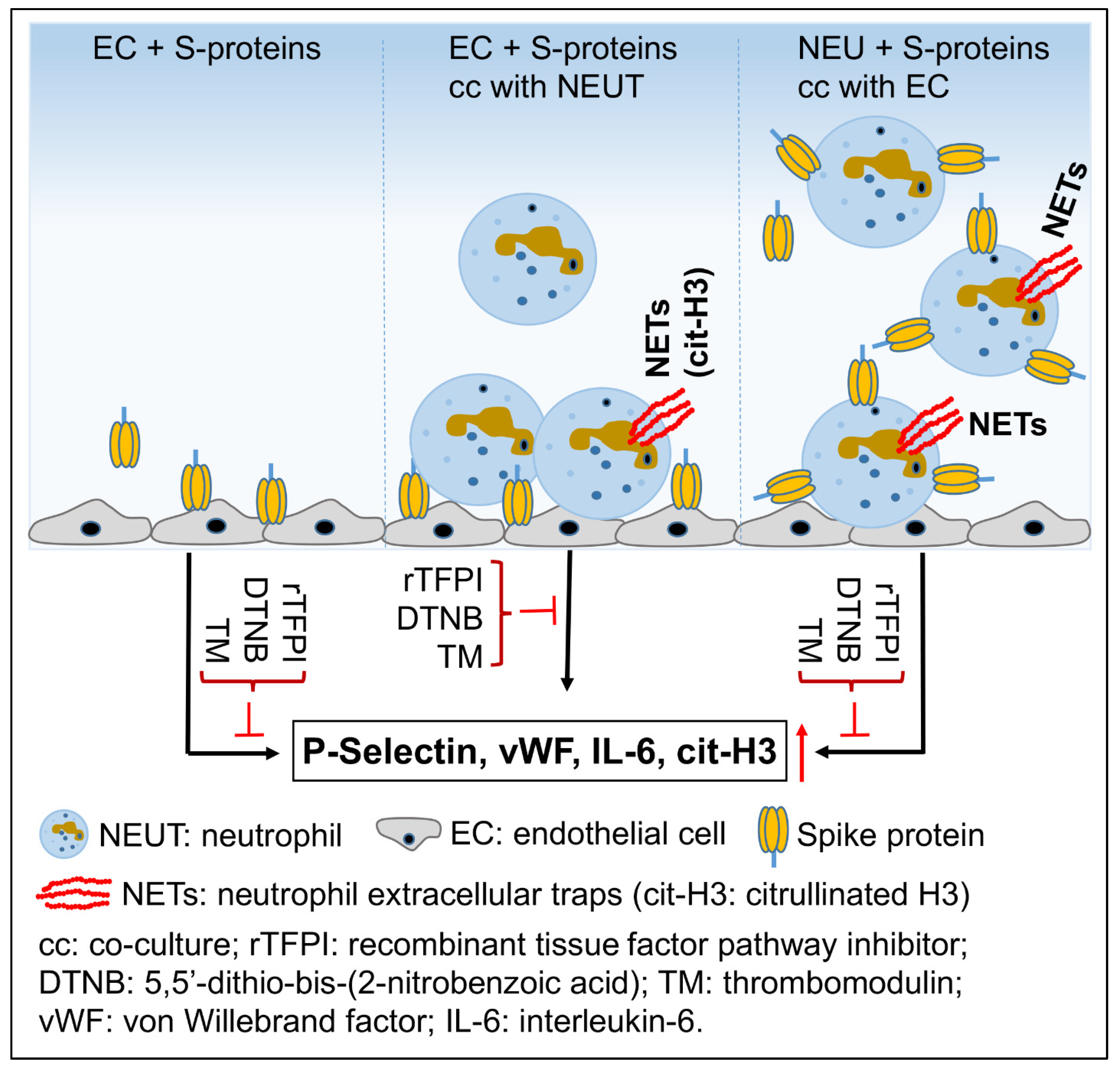 SARS-CoV-2 Spike Proteins and Cell–Cell Communication Induce
