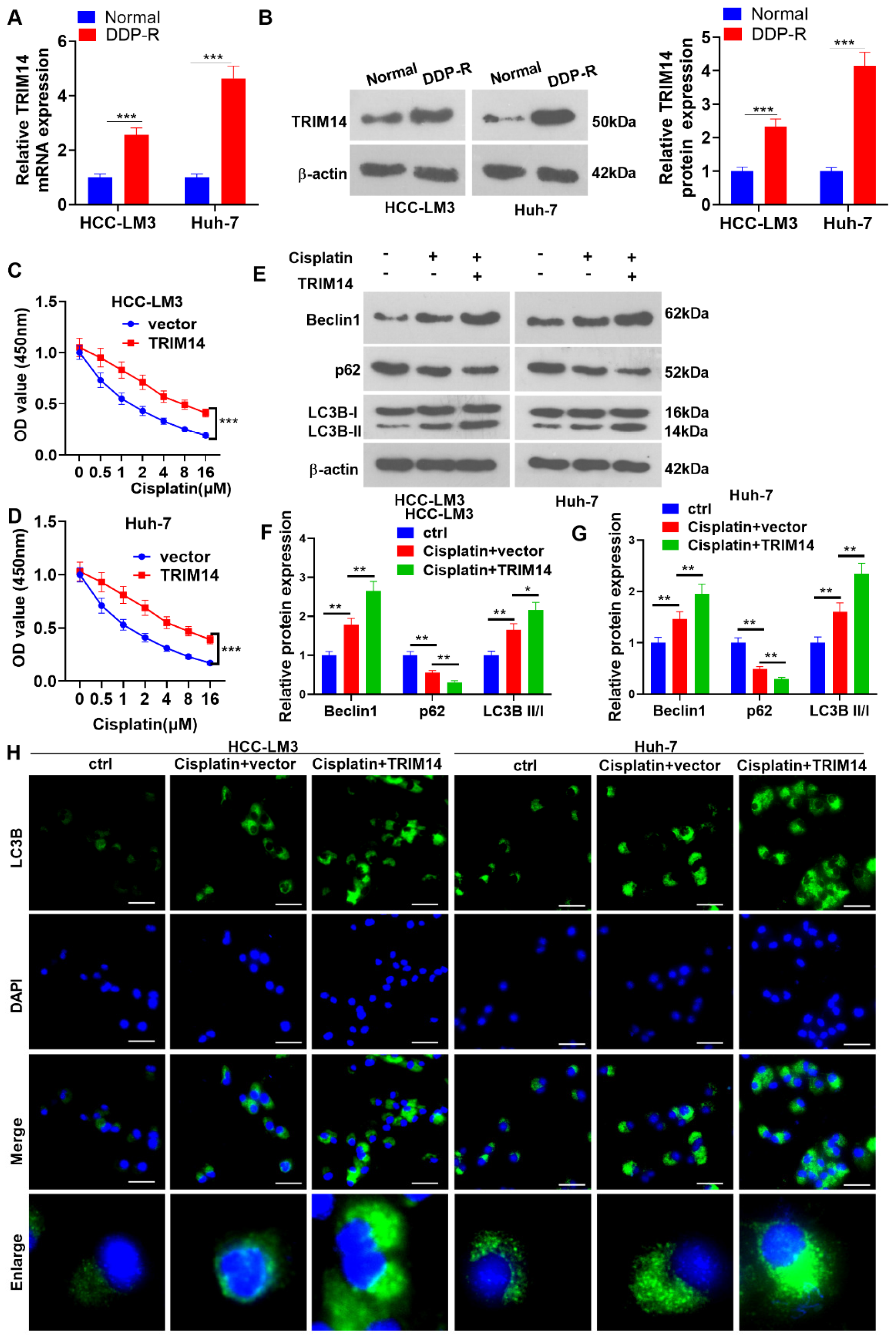 Ijms 24 12589 g003 Ijms 24 12589 g003