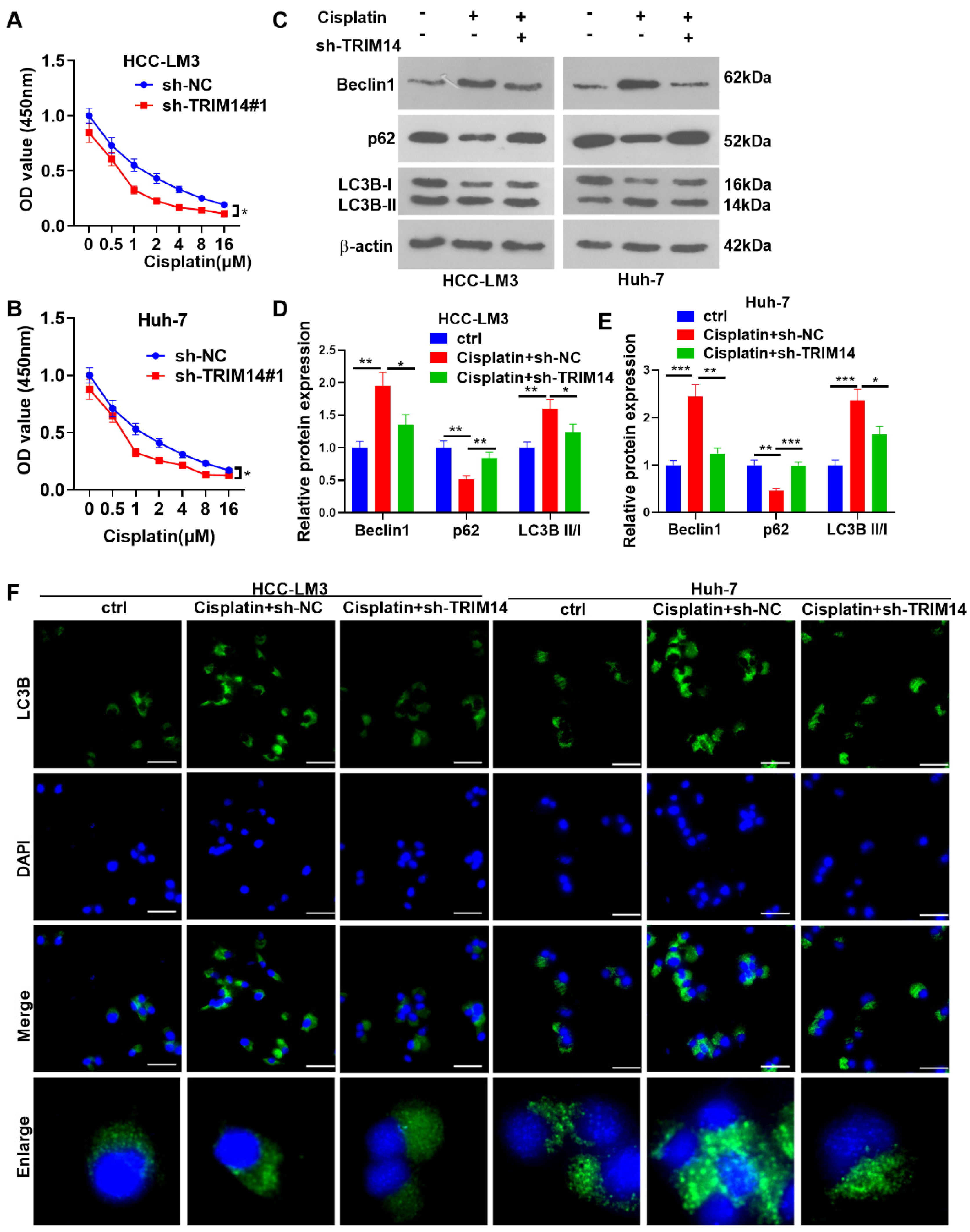Ijms 24 12589 g005 Ijms 24 12589 g005