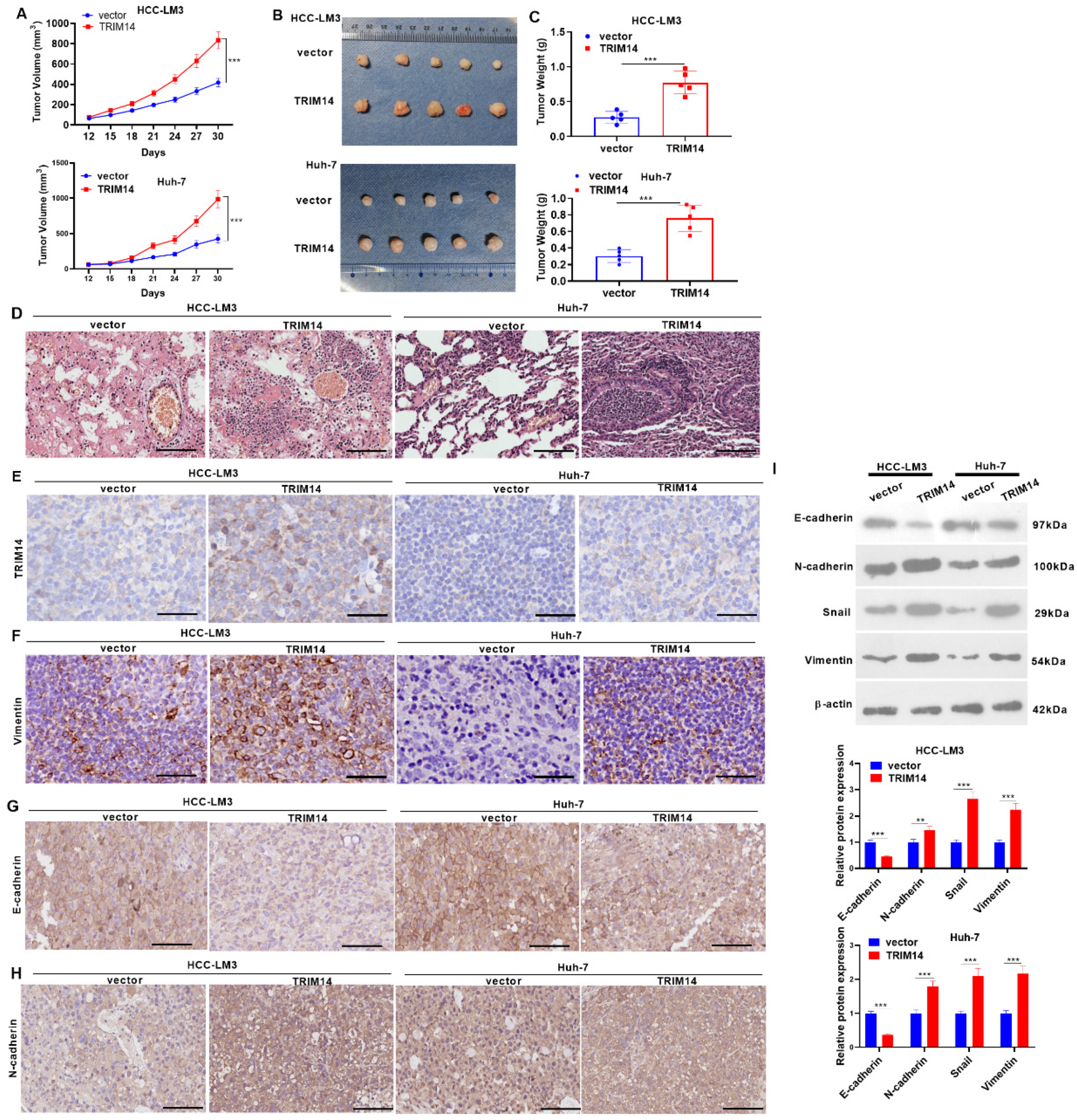 Ijms 24 12589 g006 Ijms 24 12589 g006