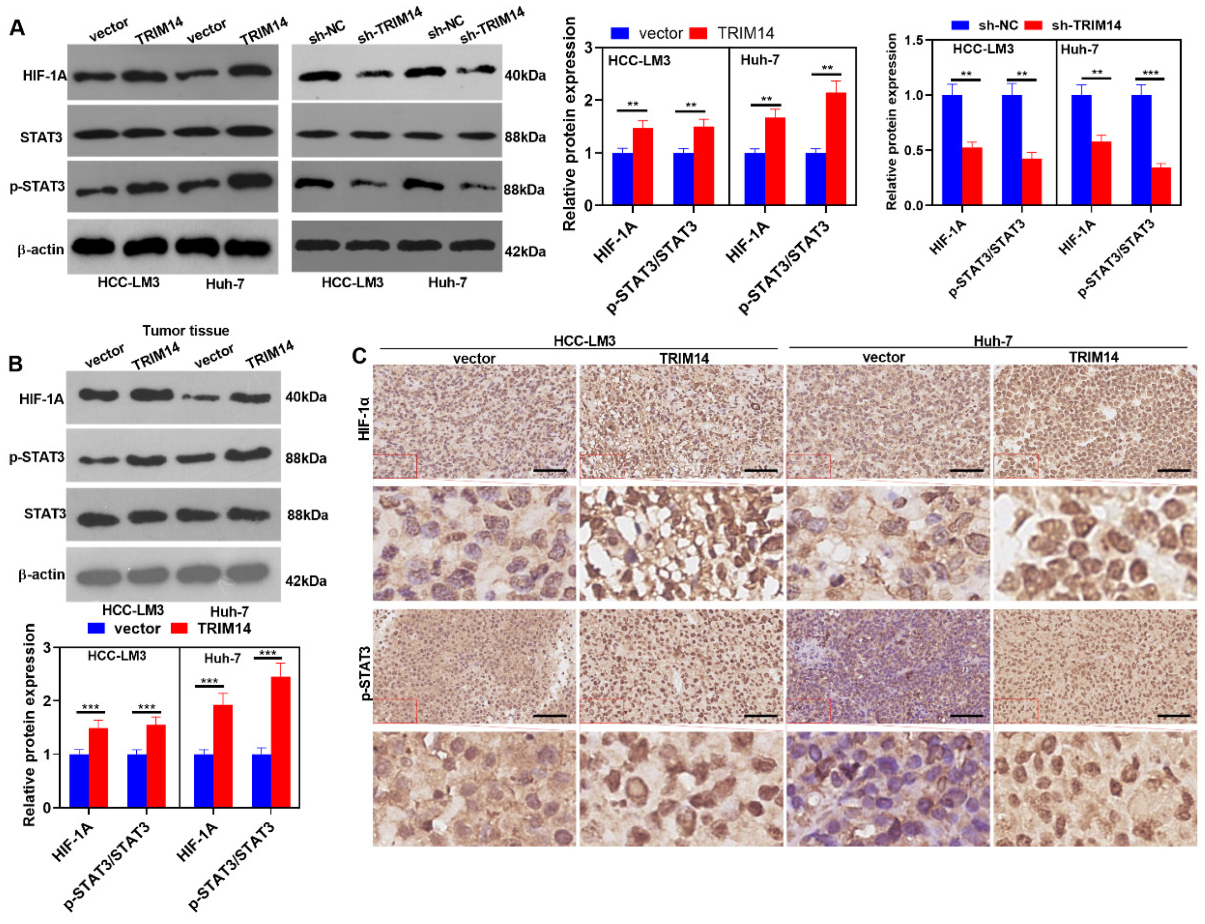Ijms 24 12589 g008 Ijms 24 12589 g008