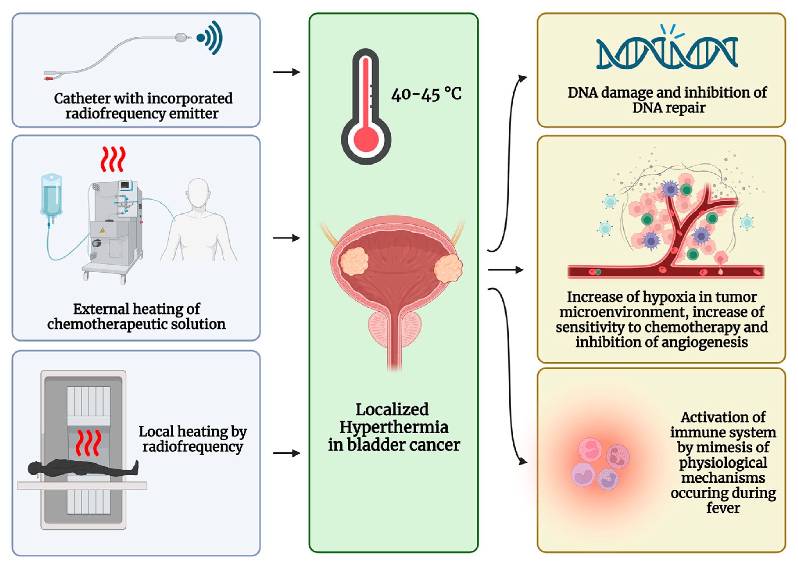 Ijms 24 12596 g002 Ijms 24 12596 g002