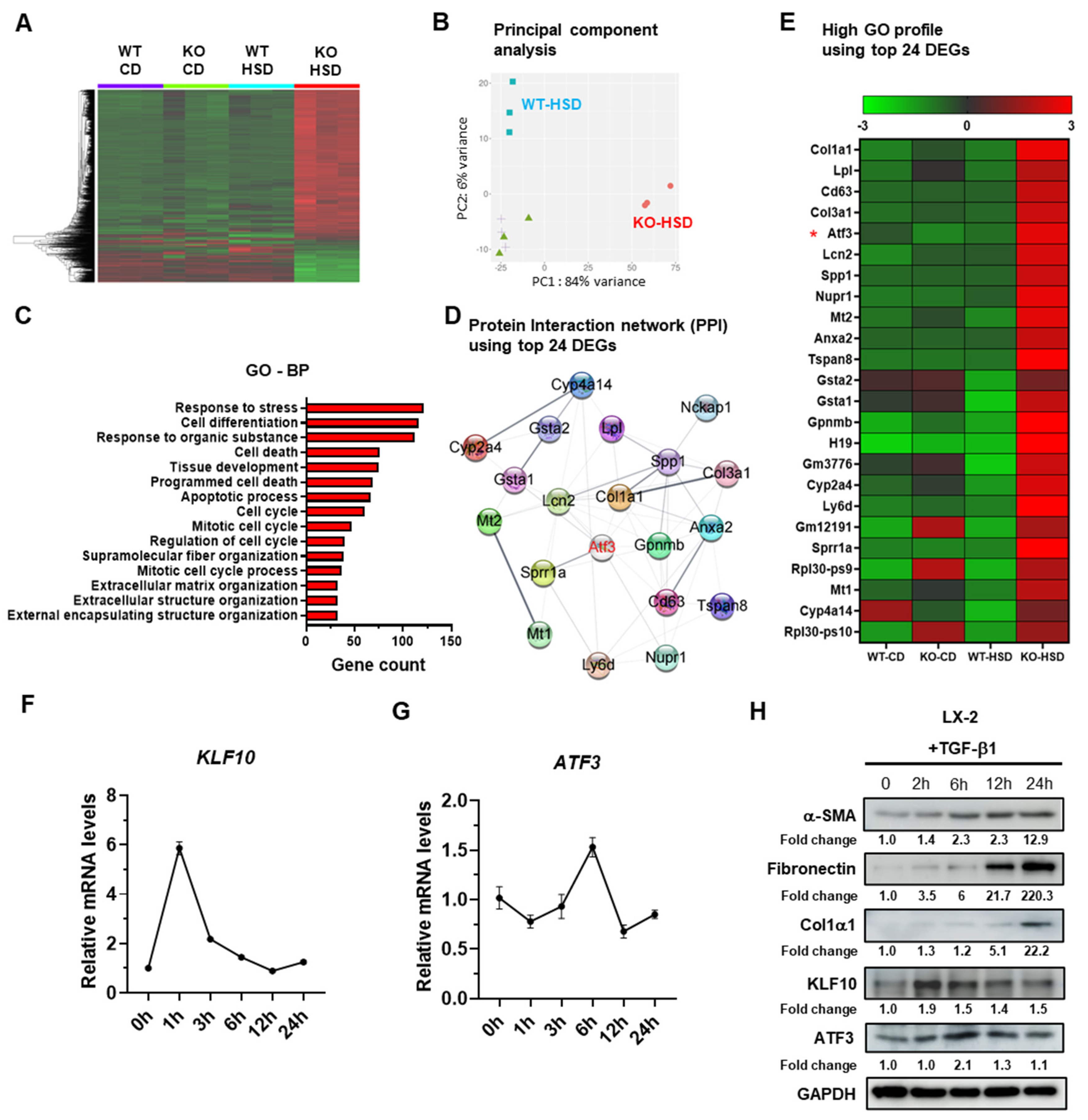 Ijms 24 12602 g001 Ijms 24 12602 g001