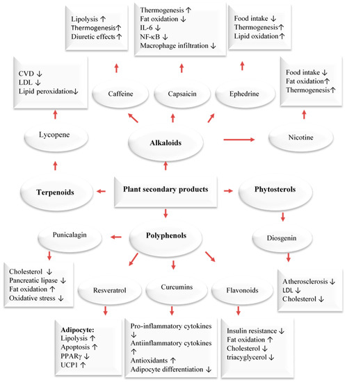 Ijms 24 12641 g002 550