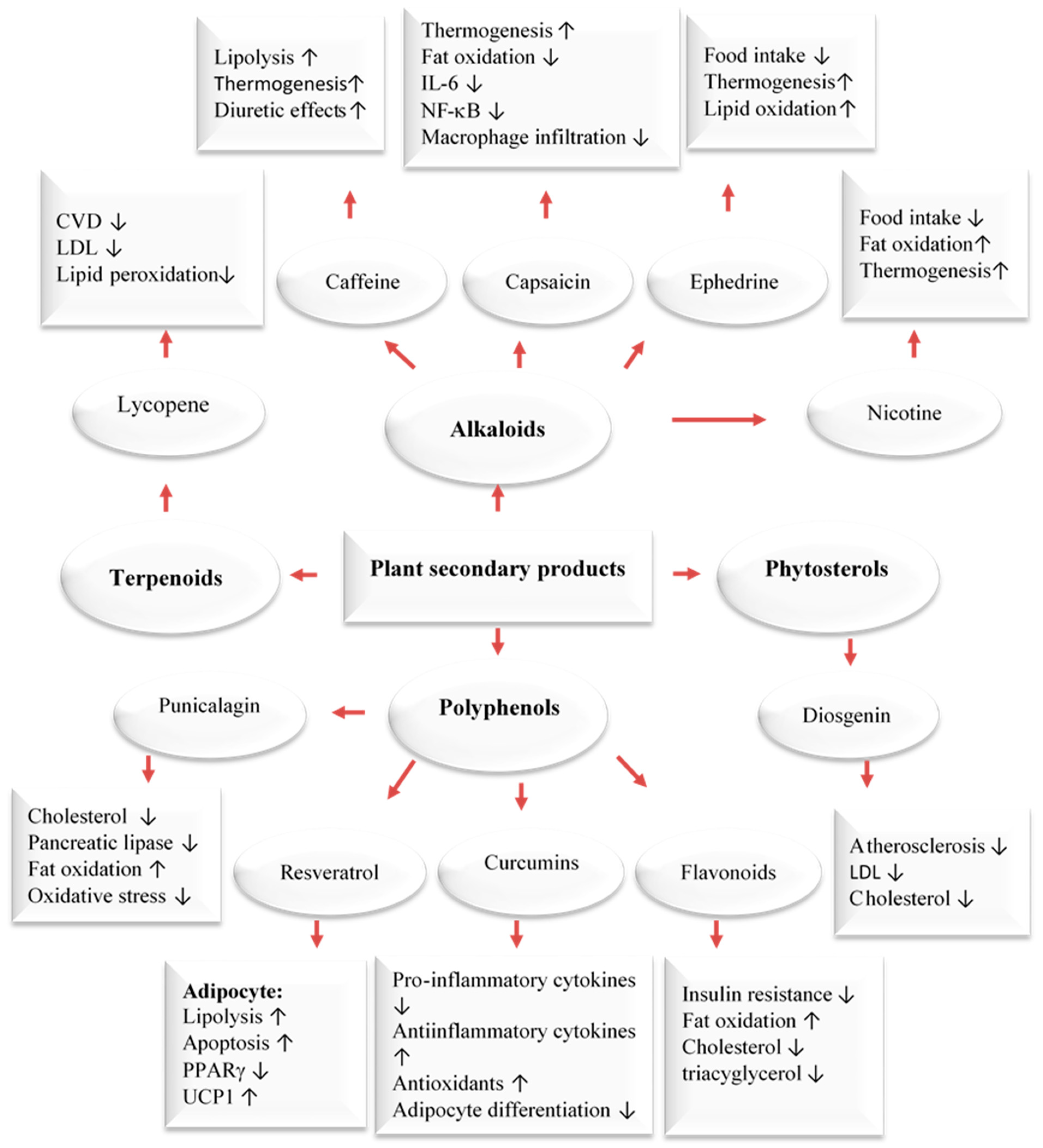 Ijms 24 12641 g002 Ijms 24 12641 g002