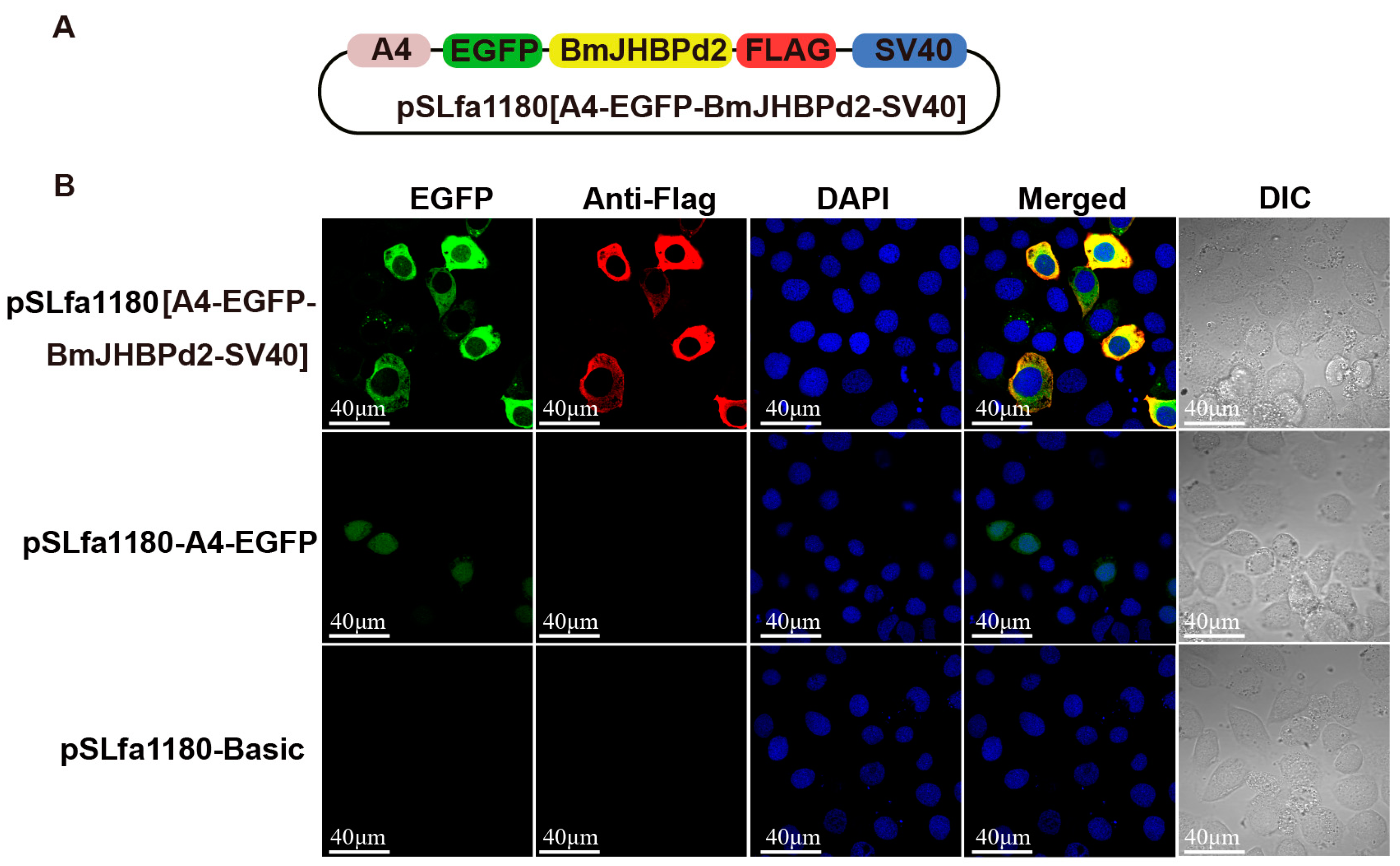 Ijms 24 12650 g002 Ijms 24 12650 g002