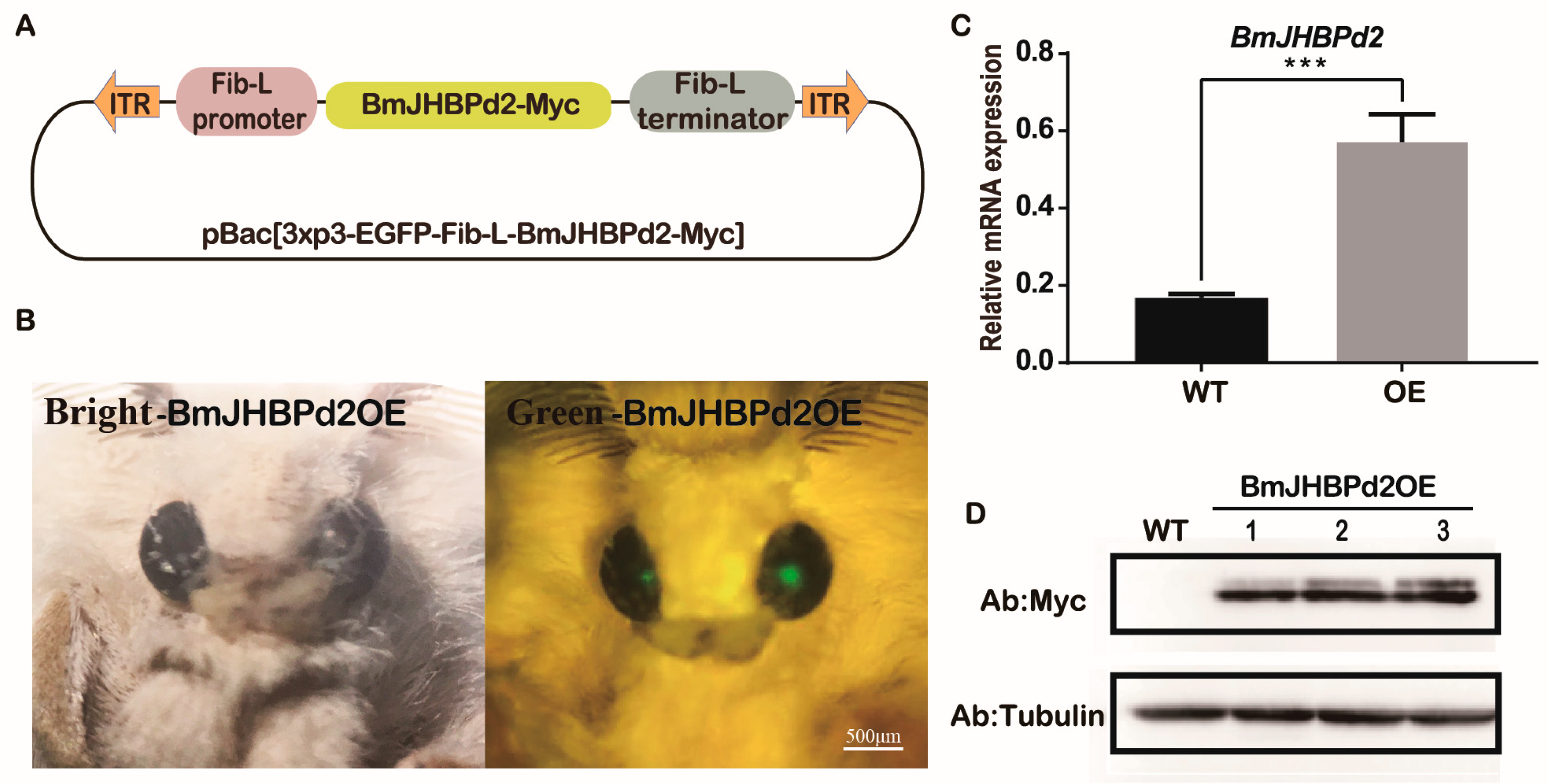 Ijms 24 12650 g004 Ijms 24 12650 g004