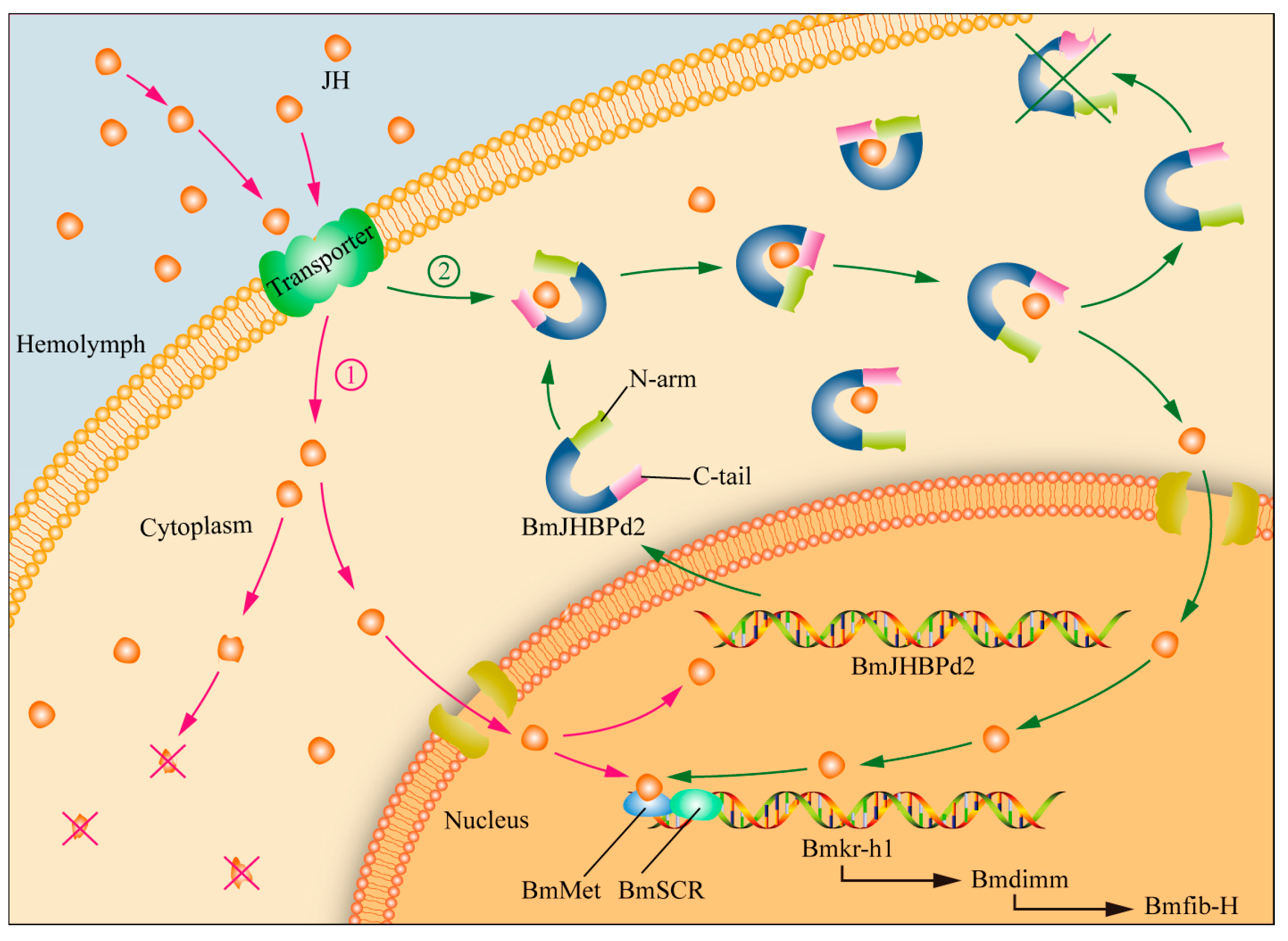 Ijms 24 12650 g008 Ijms 24 12650 g008