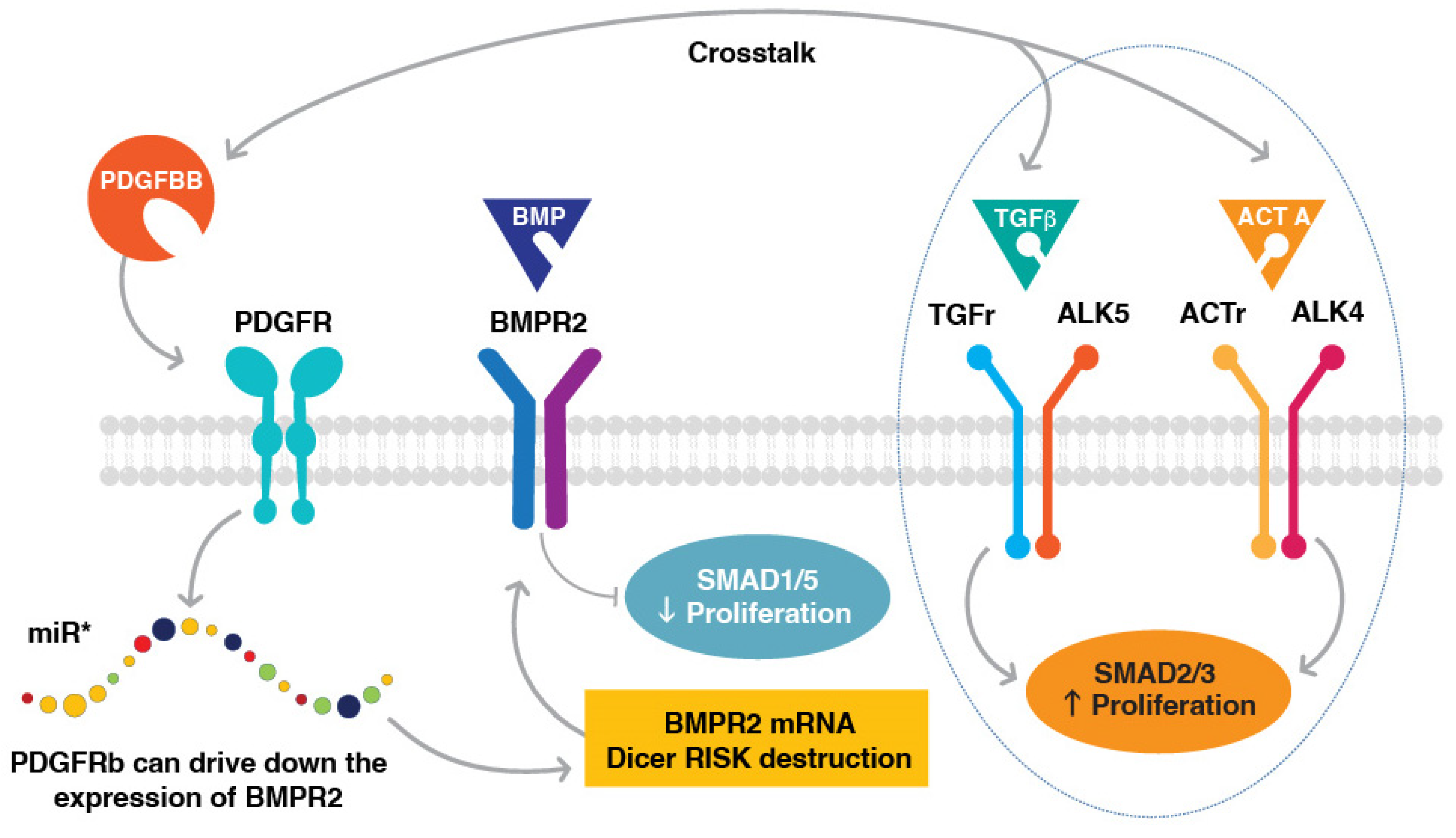 Ijms 24 12653 g007 Ijms 24 12653 g007