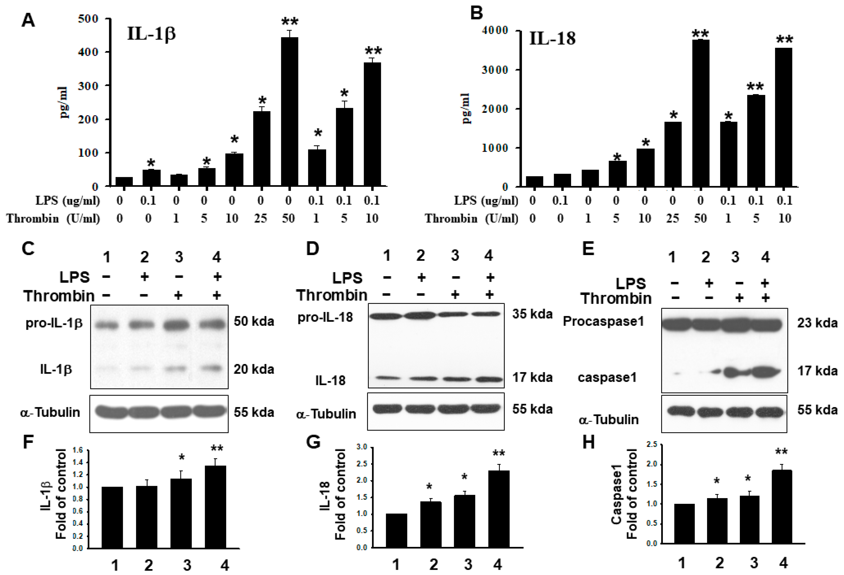 Ijms 24 12664 g007 Ijms 24 12664 g007