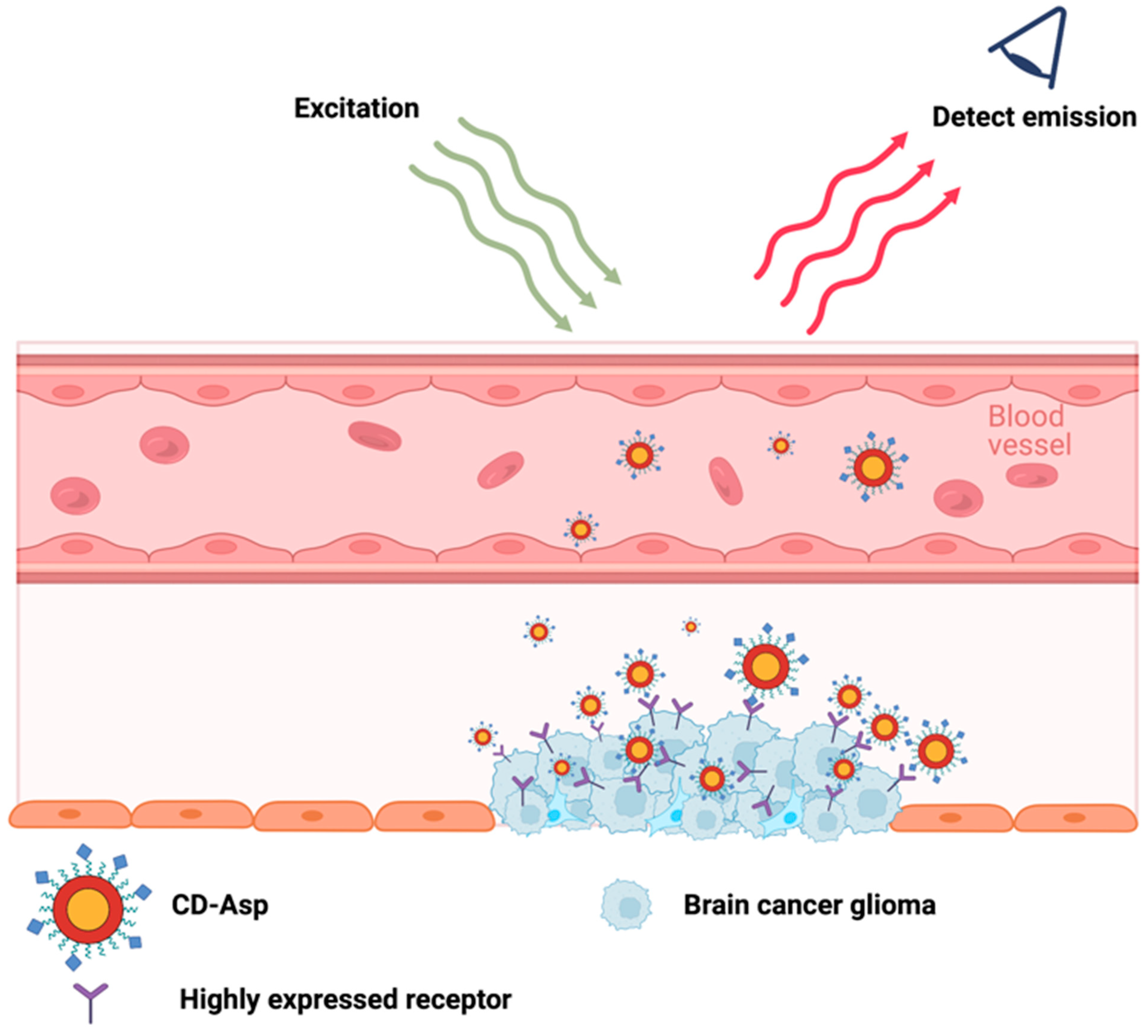 Ijms 24 12682 g002 Ijms 24 12682 g002