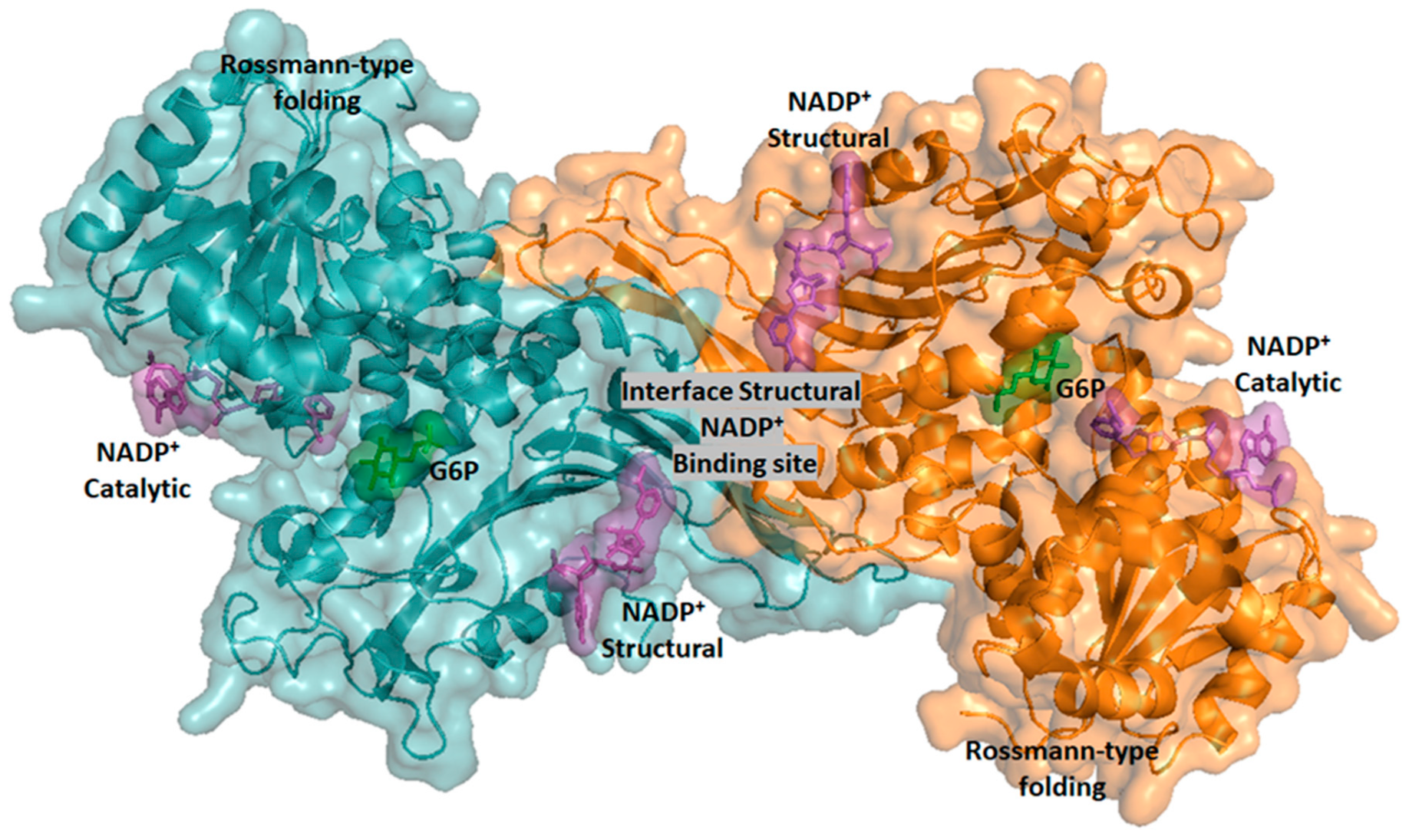 Ijms 24 12691 g001 Ijms 24 12691 g001