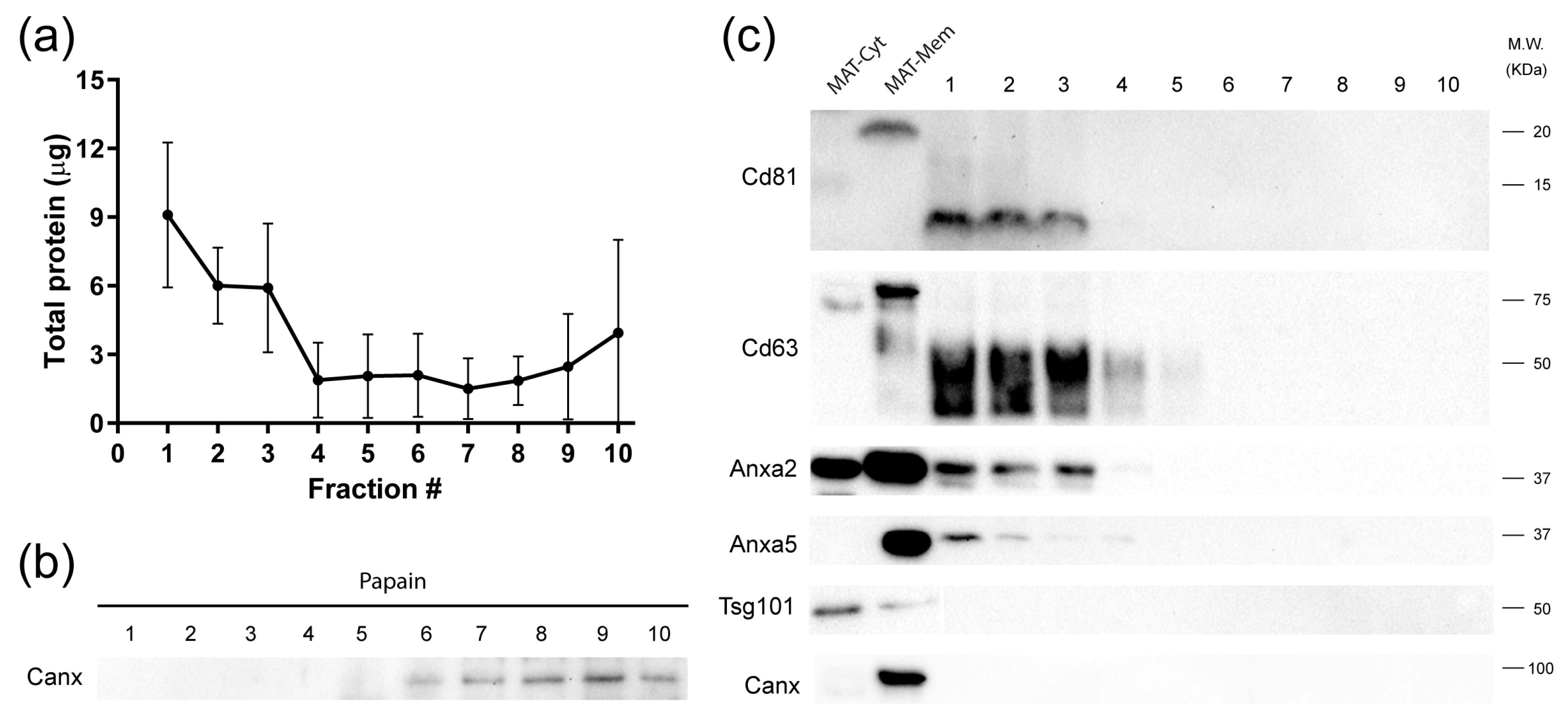 Ijms 24 12704 g003 Ijms 24 12704 g003