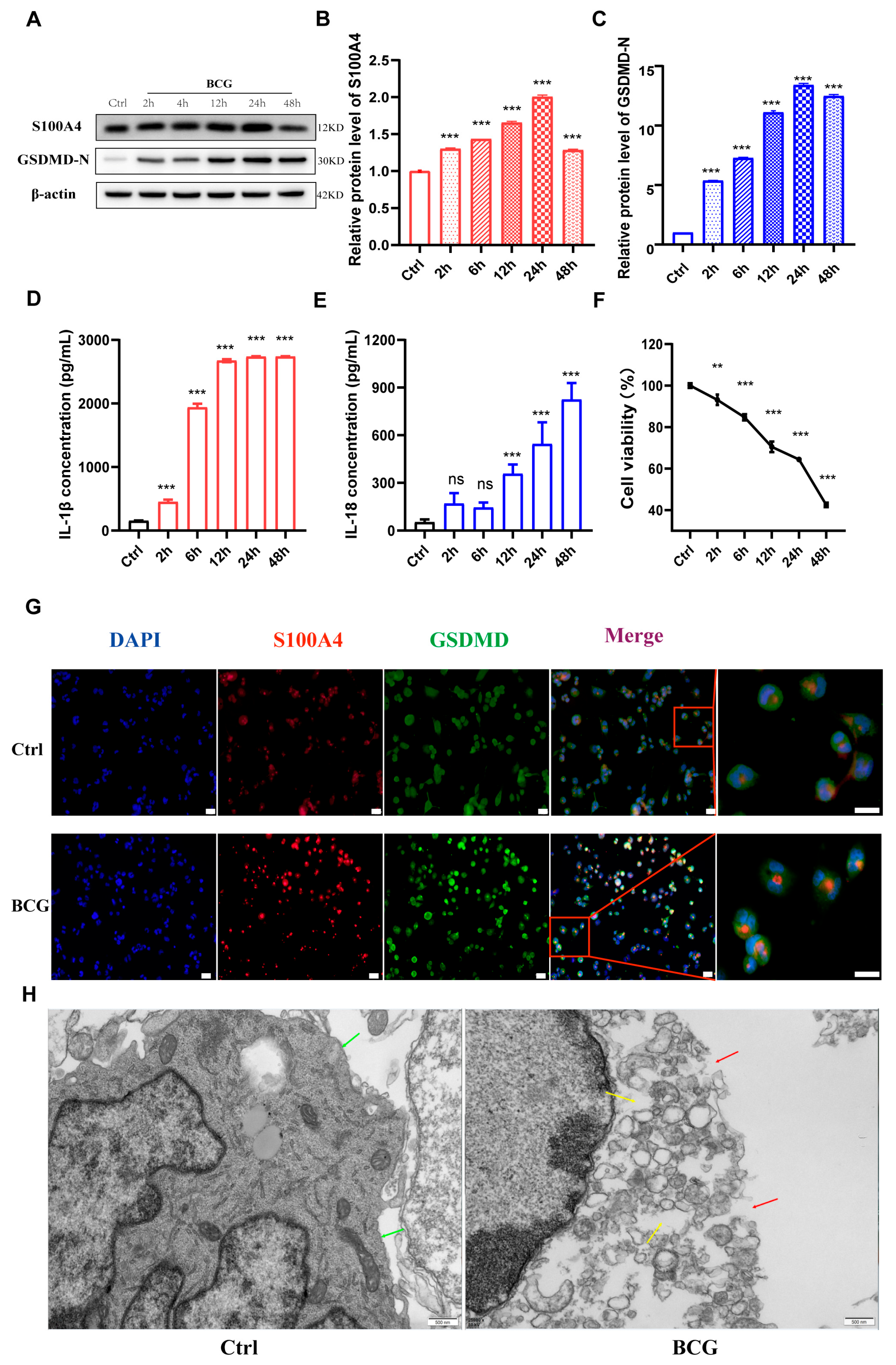 Ijms 24 12709 g003 Ijms 24 12709 g003