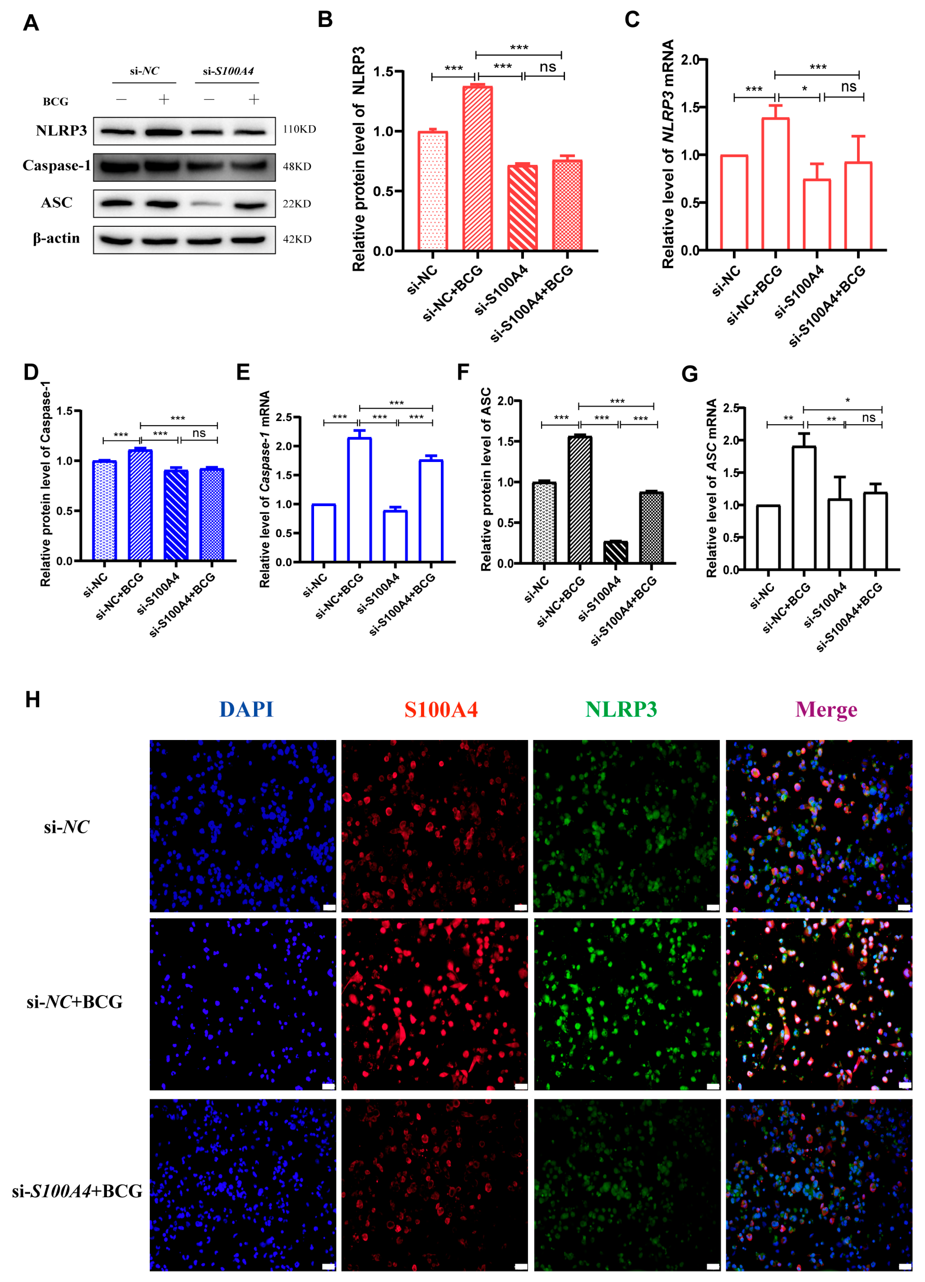 Ijms 24 12709 g005 Ijms 24 12709 g005
