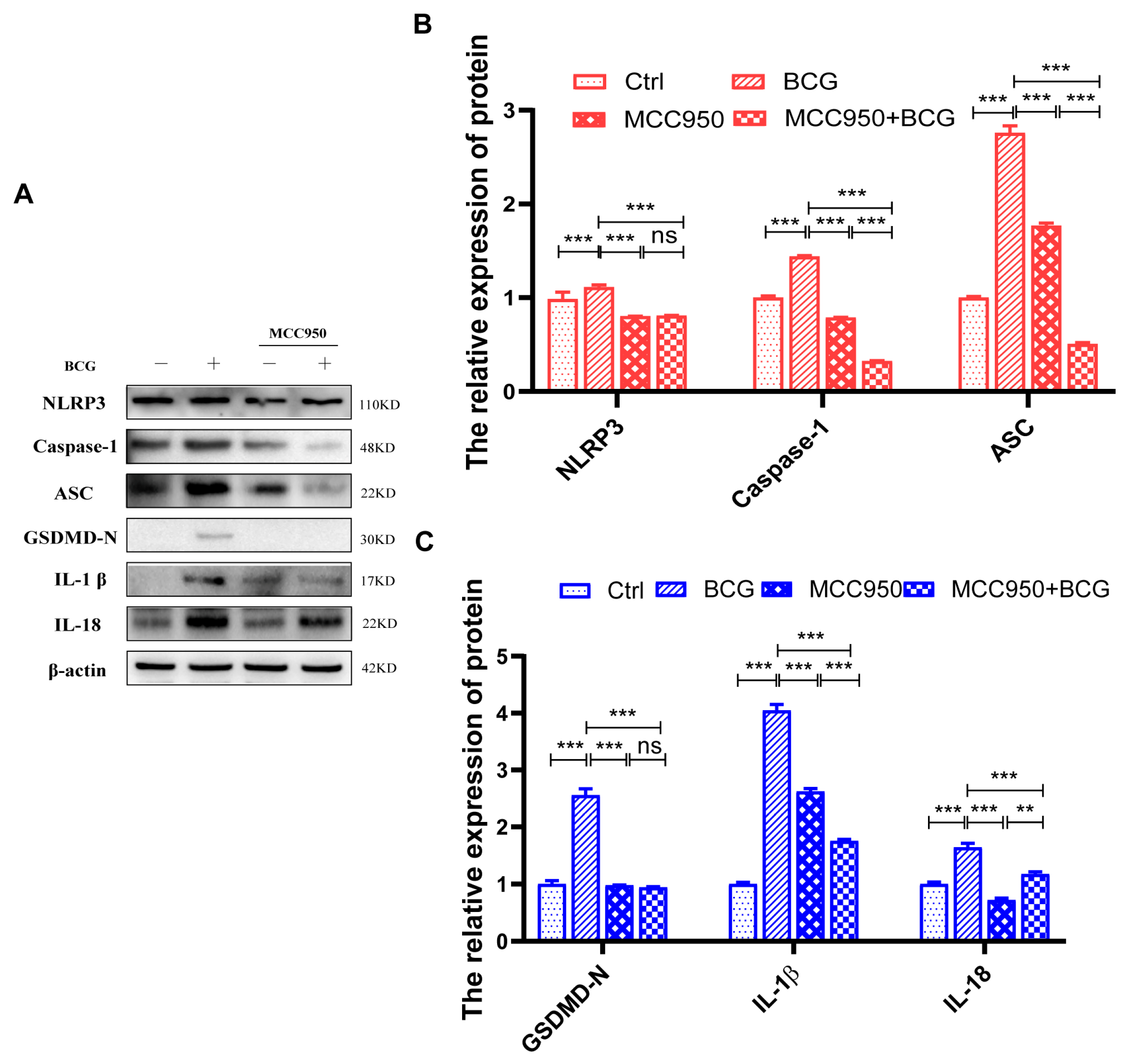 Ijms 24 12709 g006 Ijms 24 12709 g006