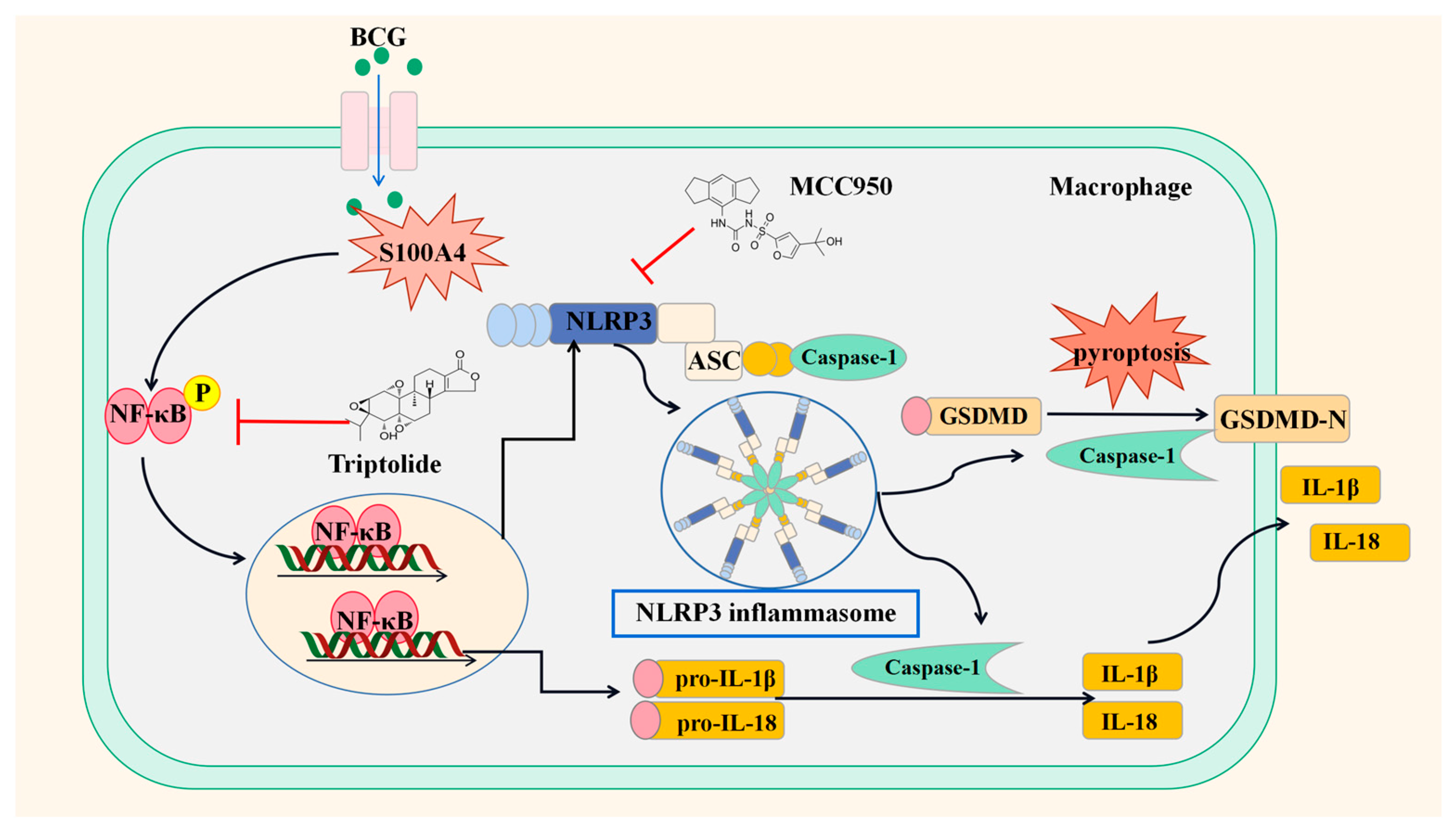 Ijms 24 12709 g010 Ijms 24 12709 g010