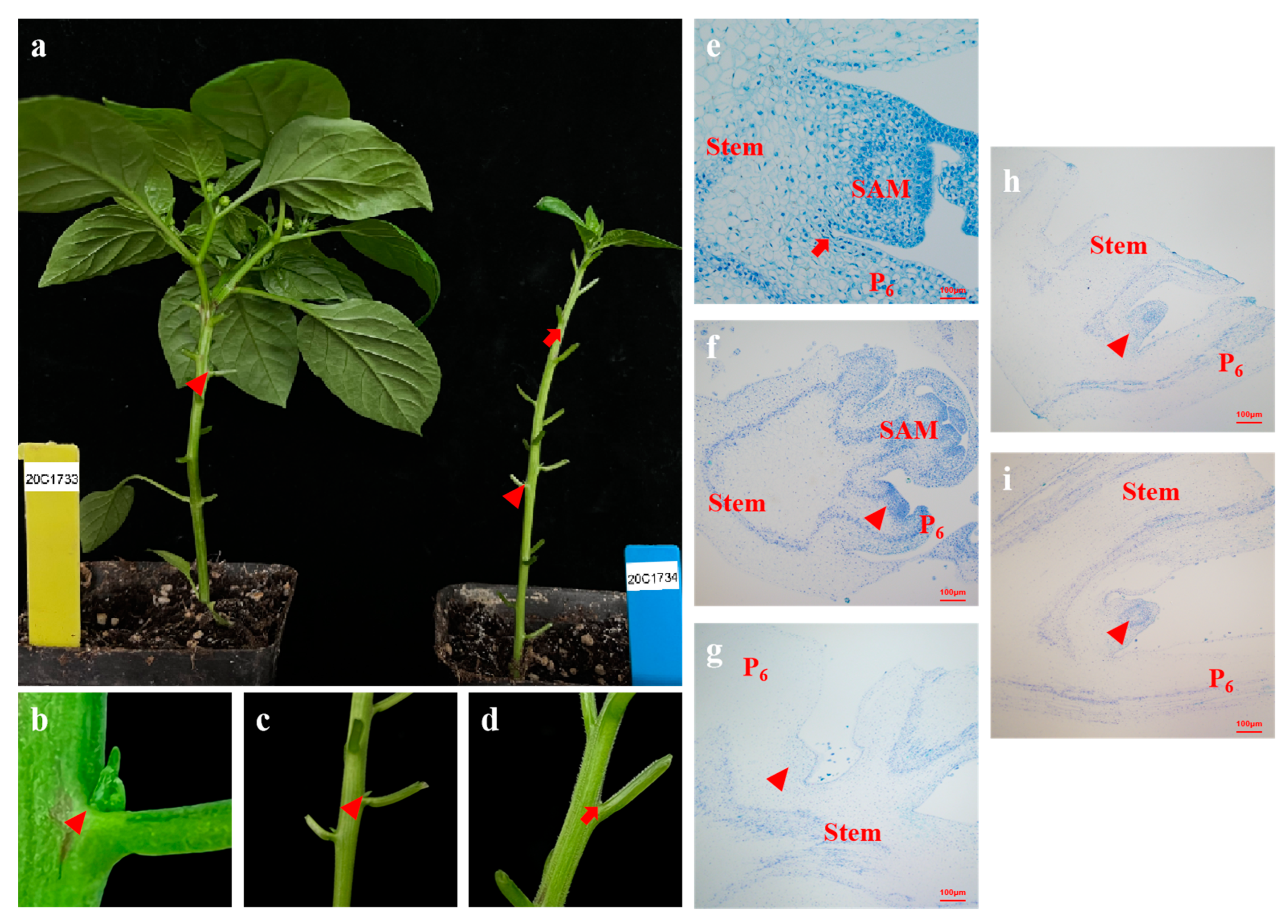 Ijms 24 12718 g001 Ijms 24 12718 g001