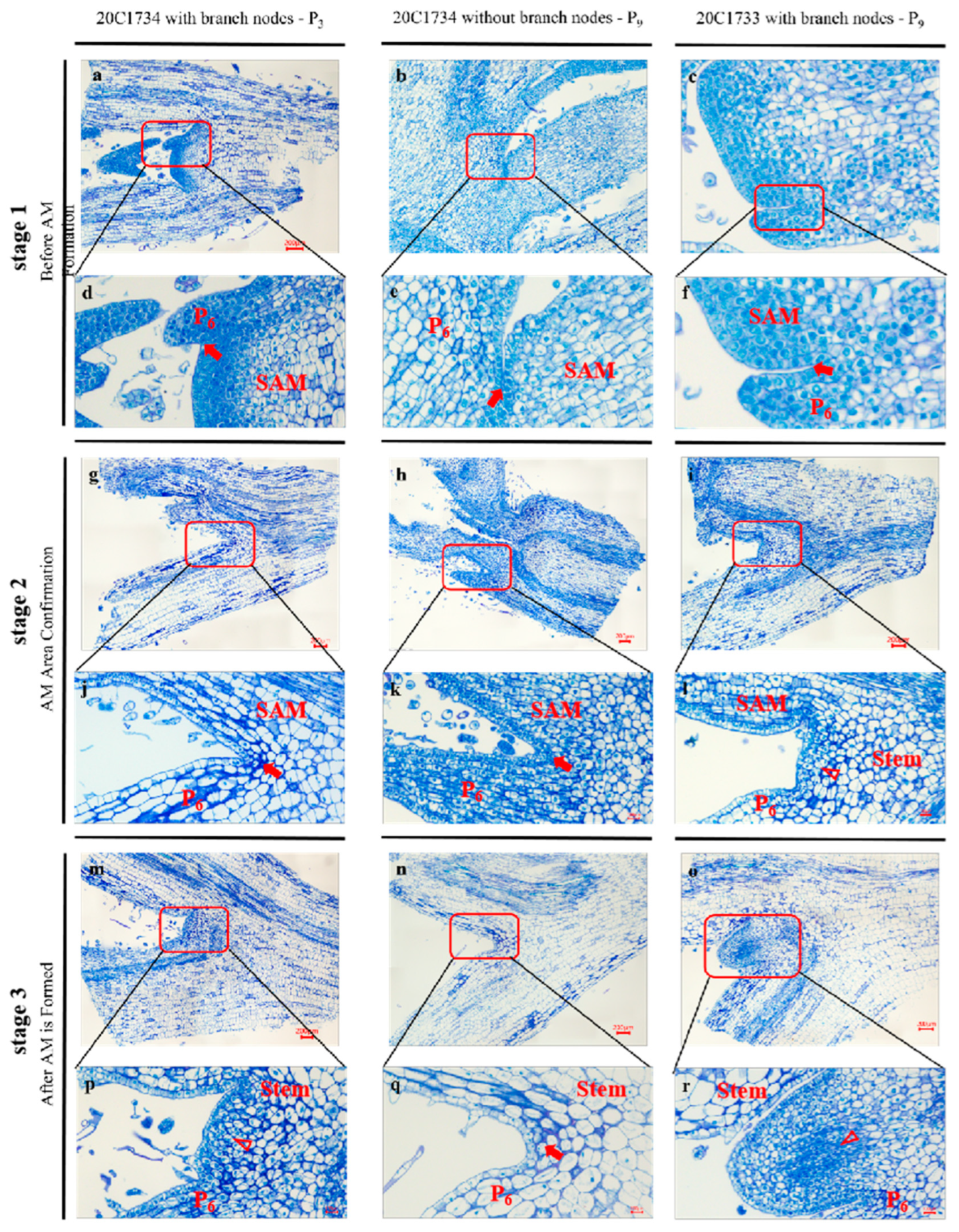 Ijms 24 12718 g002 Ijms 24 12718 g002