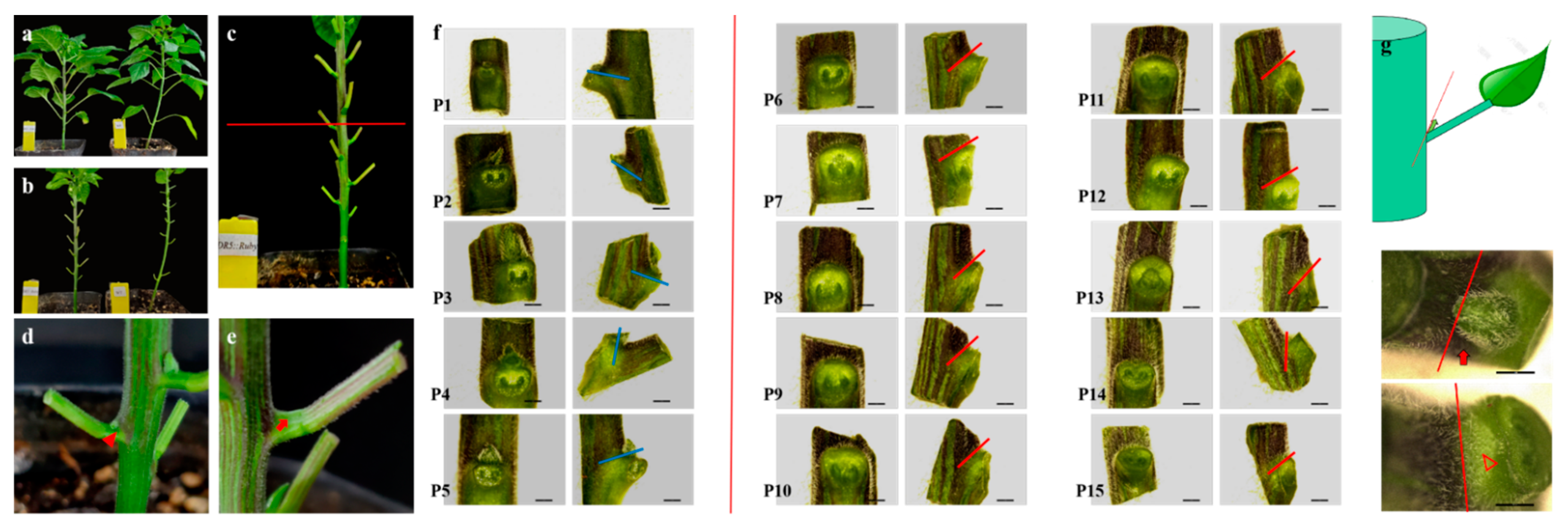 Ijms 24 12718 g009 Ijms 24 12718 g009