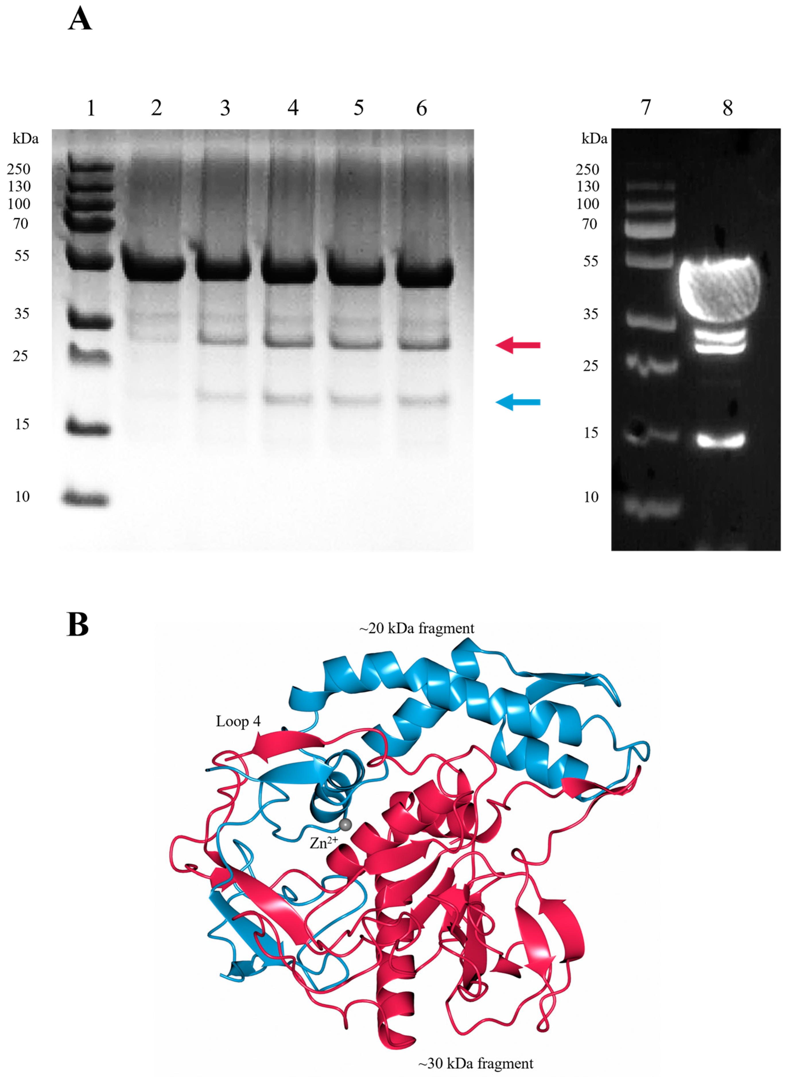 Ijms 24 12721 g008 Ijms 24 12721 g008
