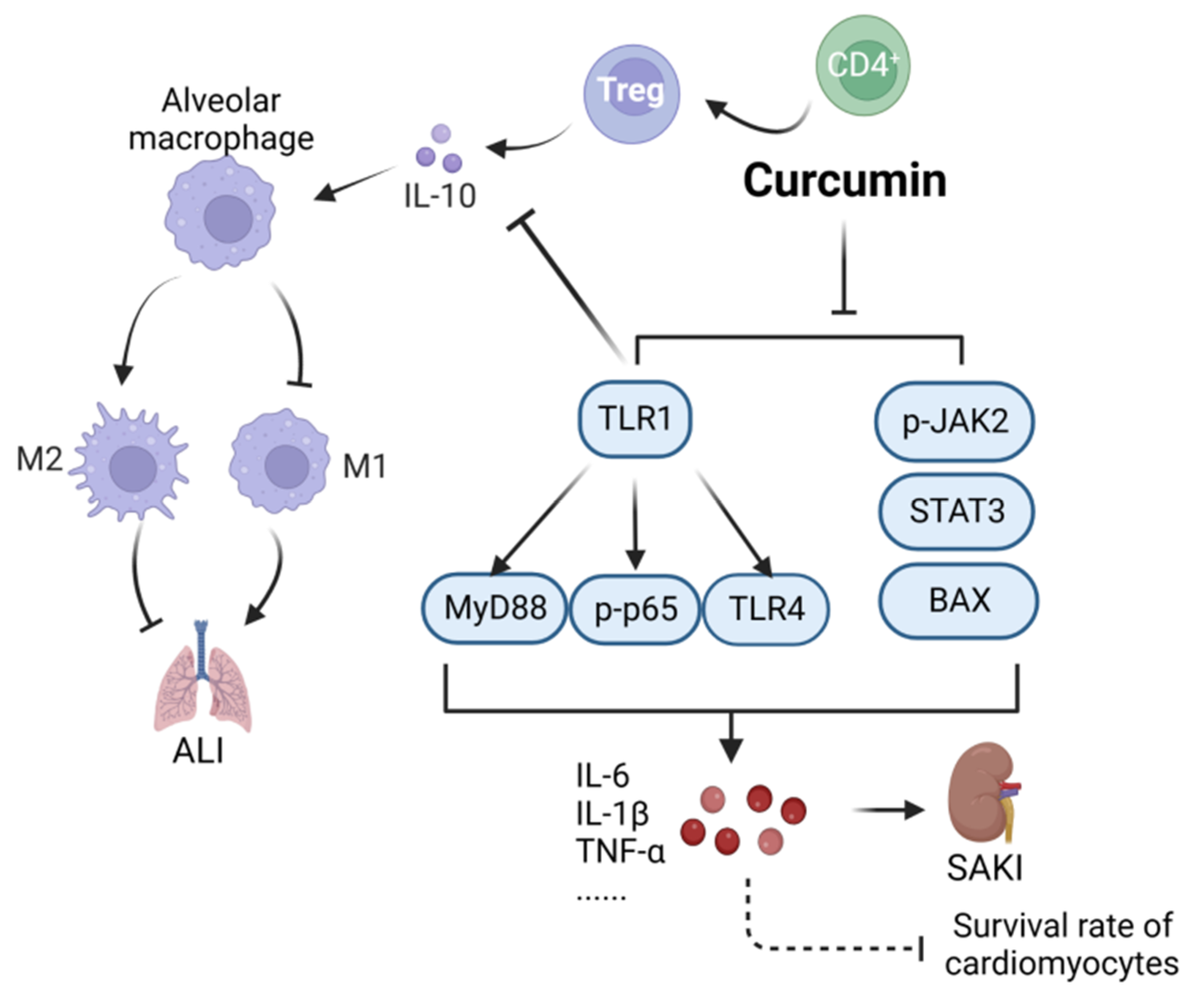 Ijms 24 12732 g002 Ijms 24 12732 g002